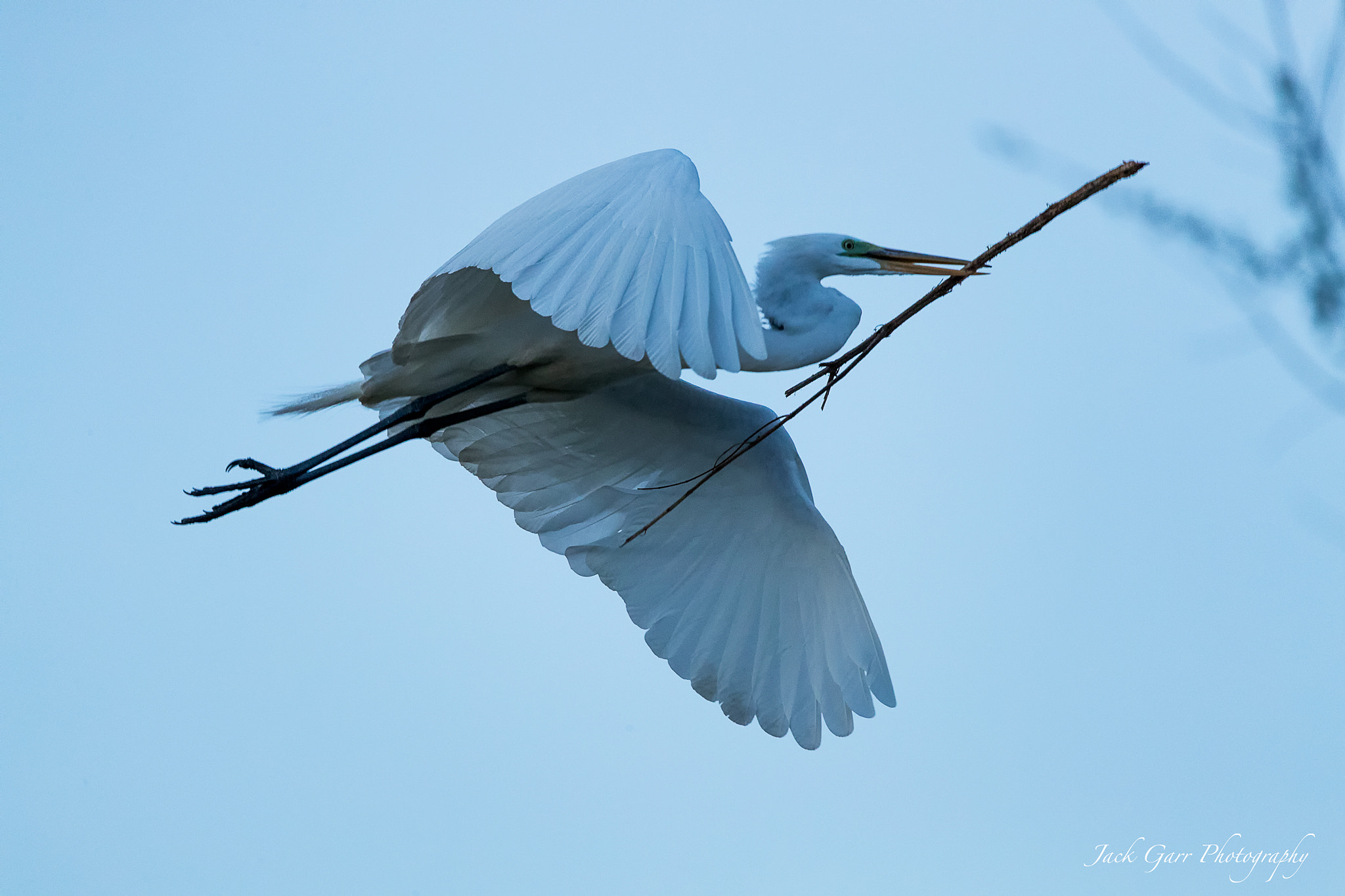 Canon EOS-1D X Mark II sample photo. Great white egret flying at dawn blue hour photography