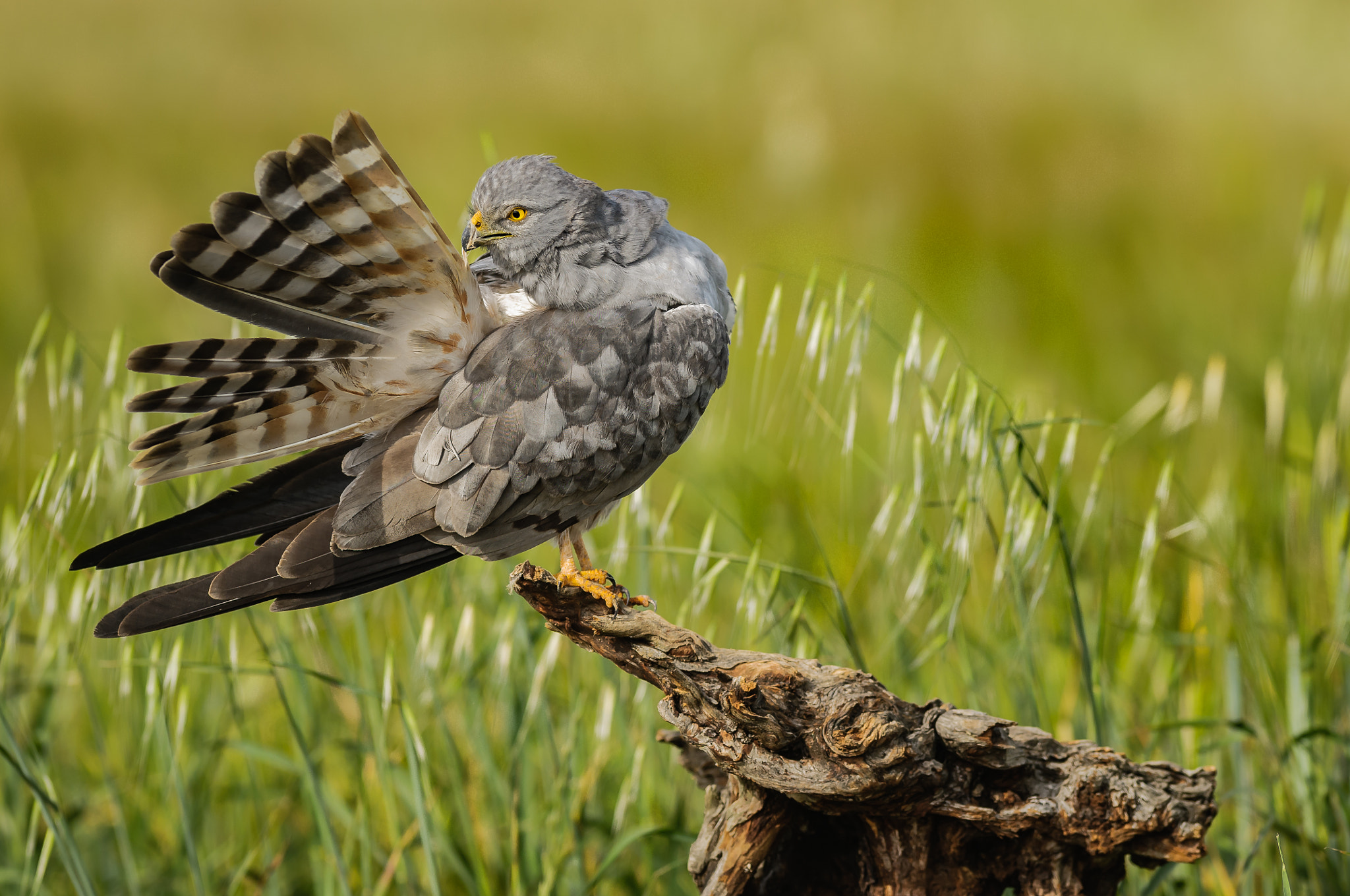Nikon AF-S Nikkor 300mm F2.8G ED VR II sample photo. The quiet harrier photography