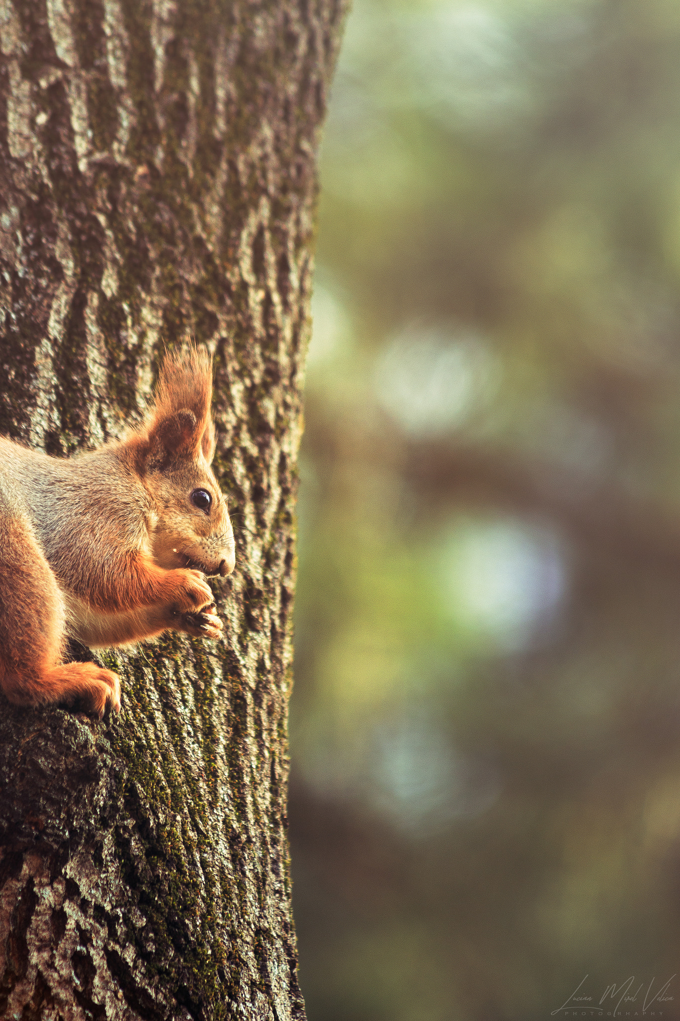 Canon EF 70-300mm F4-5.6 IS USM sample photo. Squirrels are just rats with good publicity photography