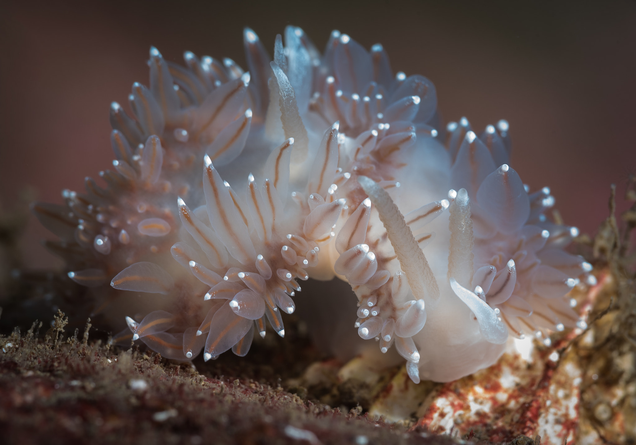 Nikon AF Micro-Nikkor 60mm F2.8D sample photo. Flabellina nobilis mating photography