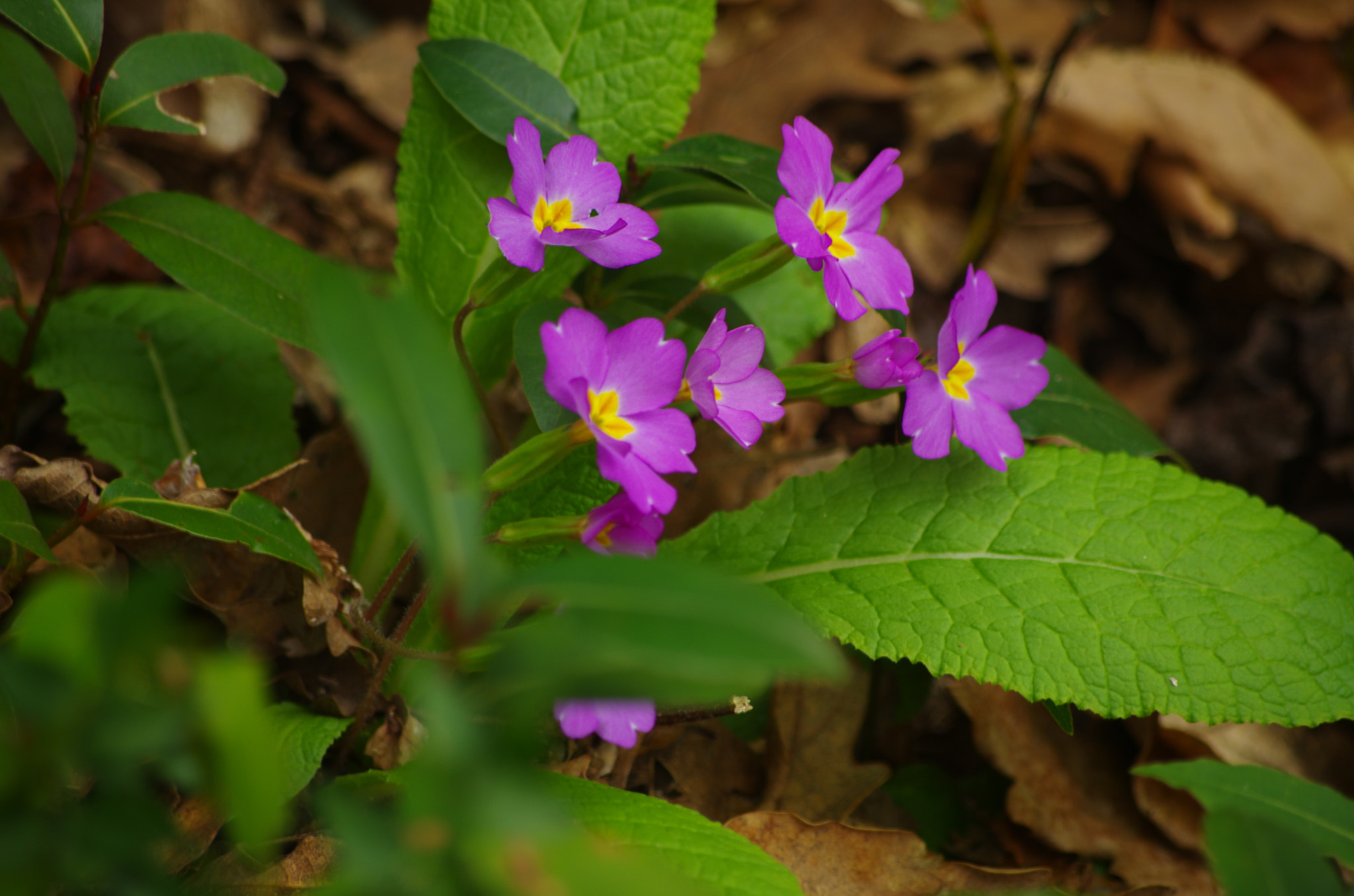 Pentax smc DA 50-200mm F4-5.6 ED WR sample photo. 32719046703.jpg photography