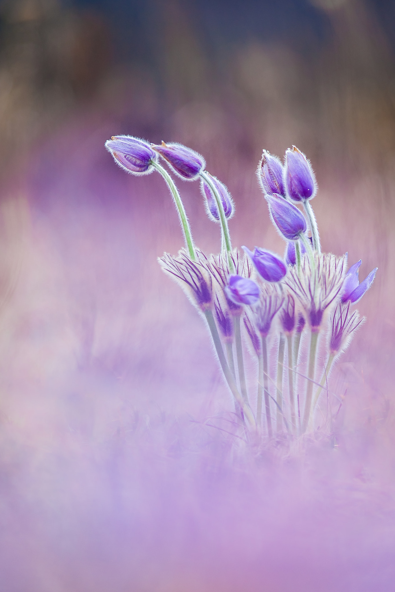 Canon EOS-1D Mark III + Canon EF 200mm F2.8L II USM sample photo. Pulsatilla photography