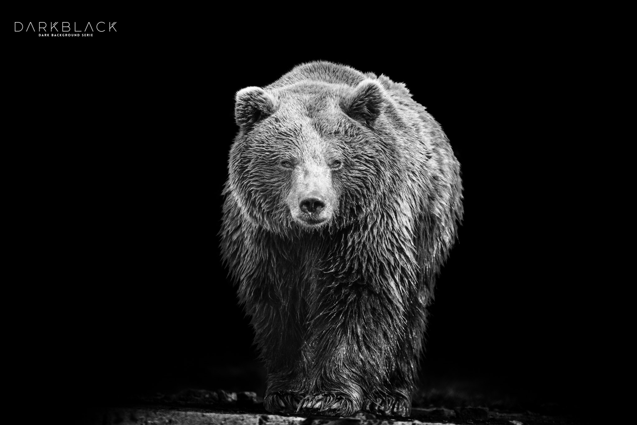 Nikon D800 sample photo. Bear photography