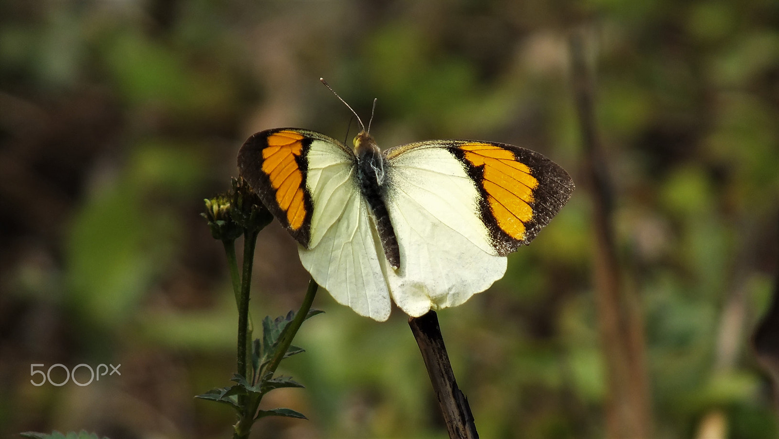 Fujifilm FinePix HS28EXR sample photo. Orange tip butterfly photography