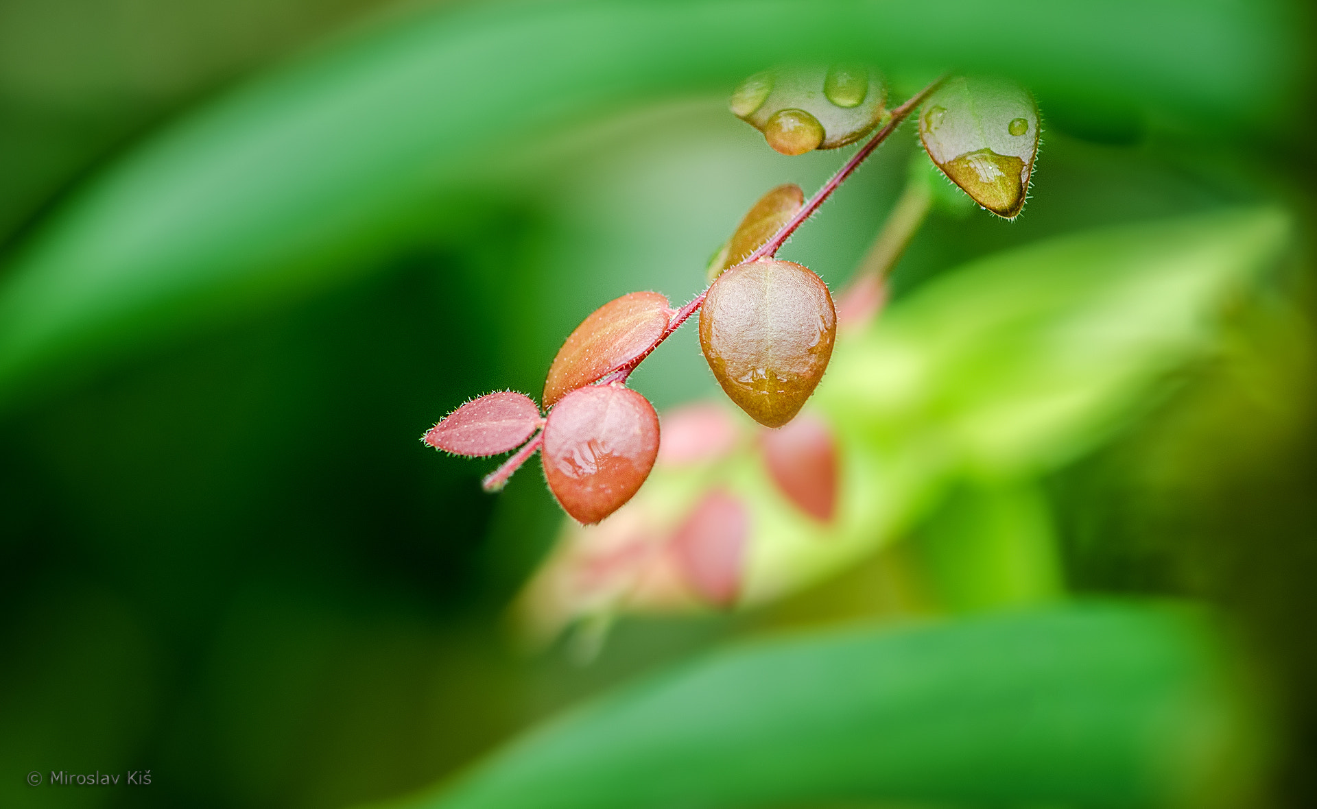 Nikon AF-S Micro-Nikkor 105mm F2.8G IF-ED VR sample photo. Leaves photography