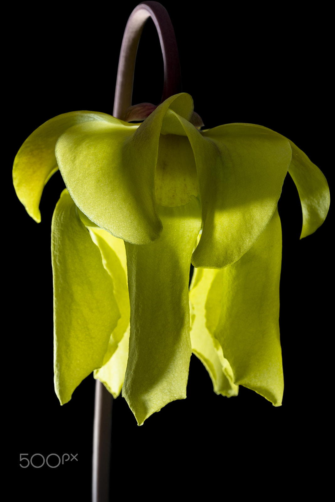 Nikon AF-S Micro-Nikkor 60mm F2.8G ED sample photo. Flower of a carnivorous plant, sarracenia flava photography