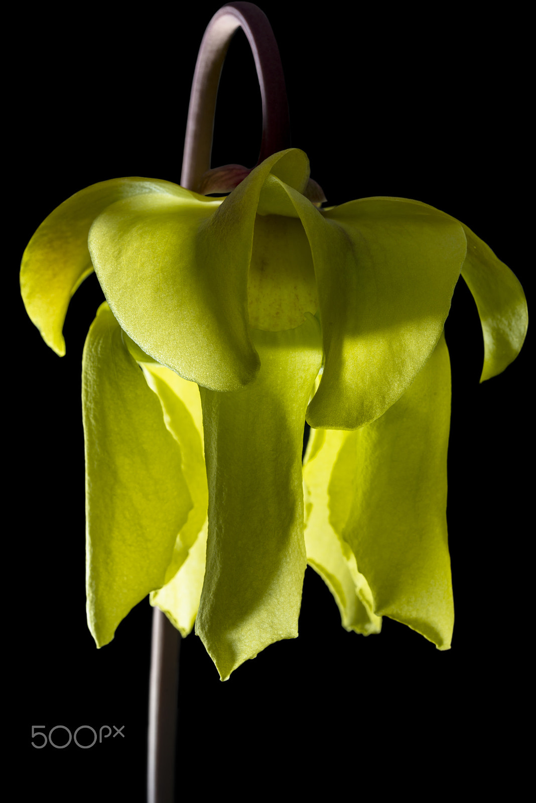 Nikon D800 + Nikon AF-S Micro-Nikkor 60mm F2.8G ED sample photo. Flower of a carnivorous plant, sarracenia flava photography