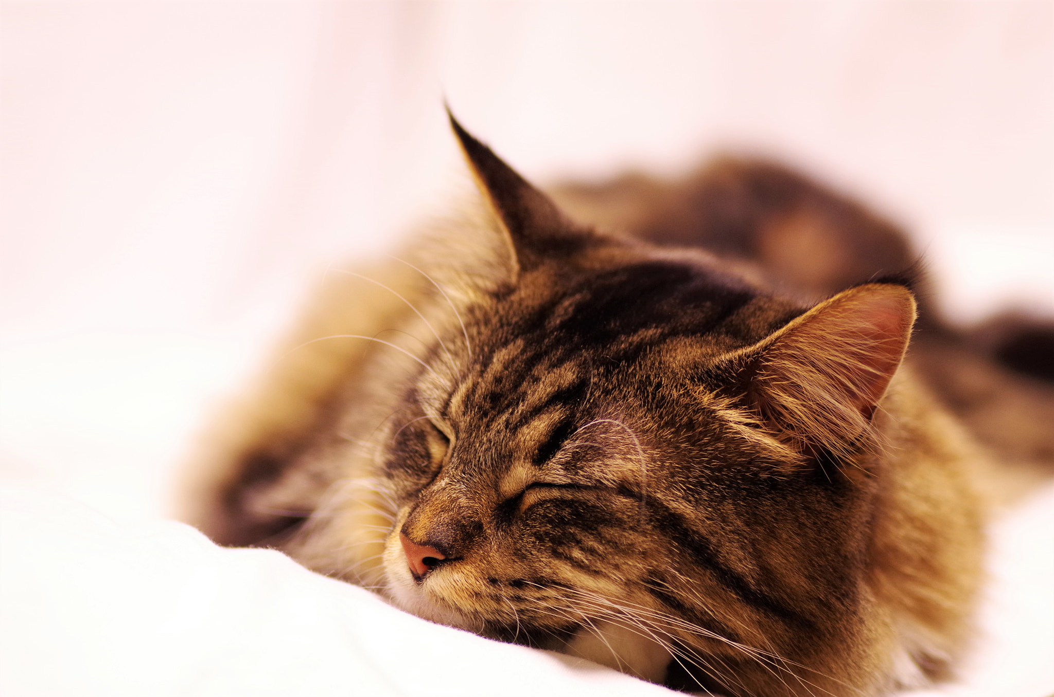 Pentax K-30 + Tamron SP AF 90mm F2.8 Di Macro sample photo. Cat photography