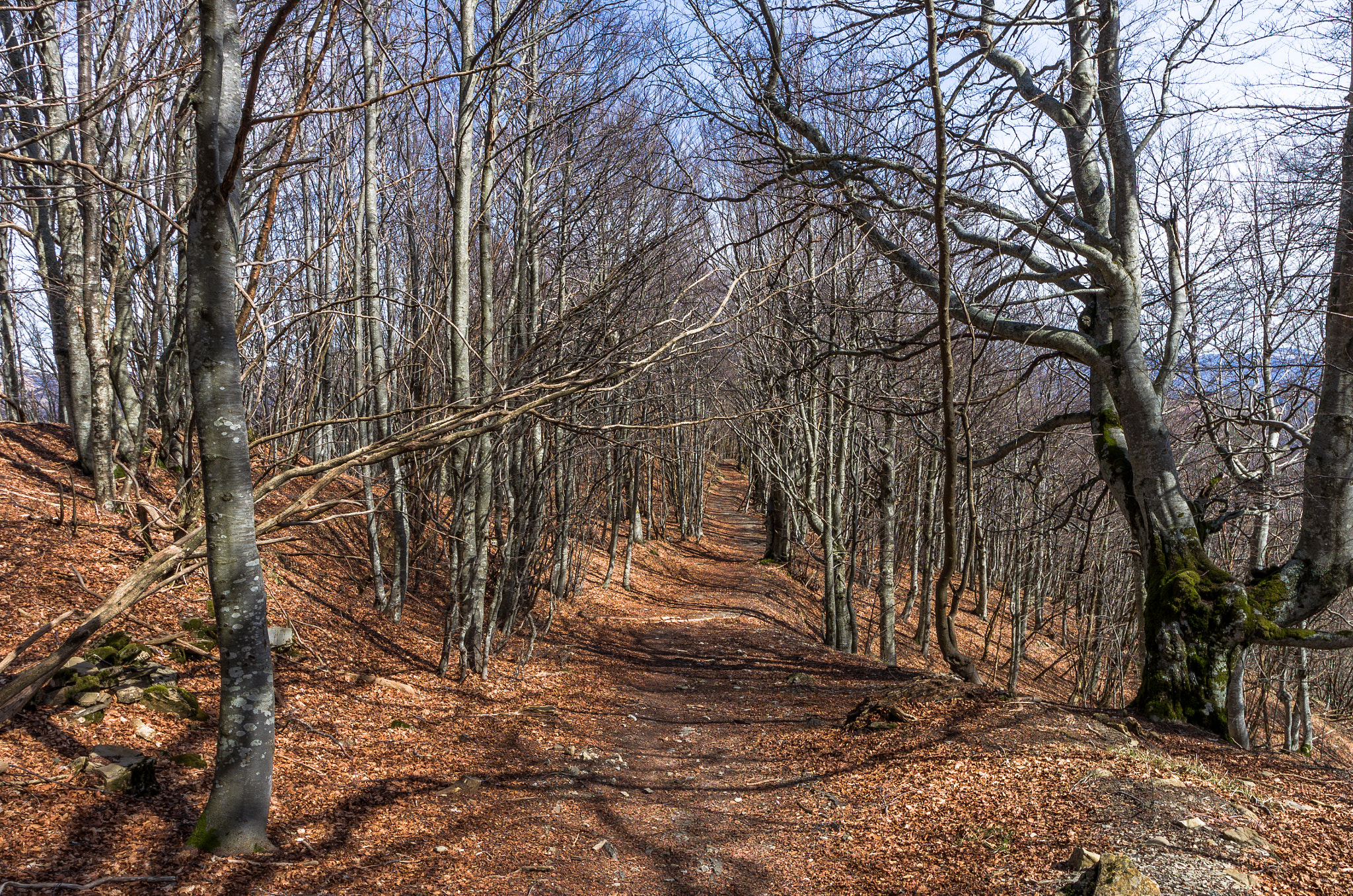 Pentax K-5 IIs sample photo. Mt. antola trees photography