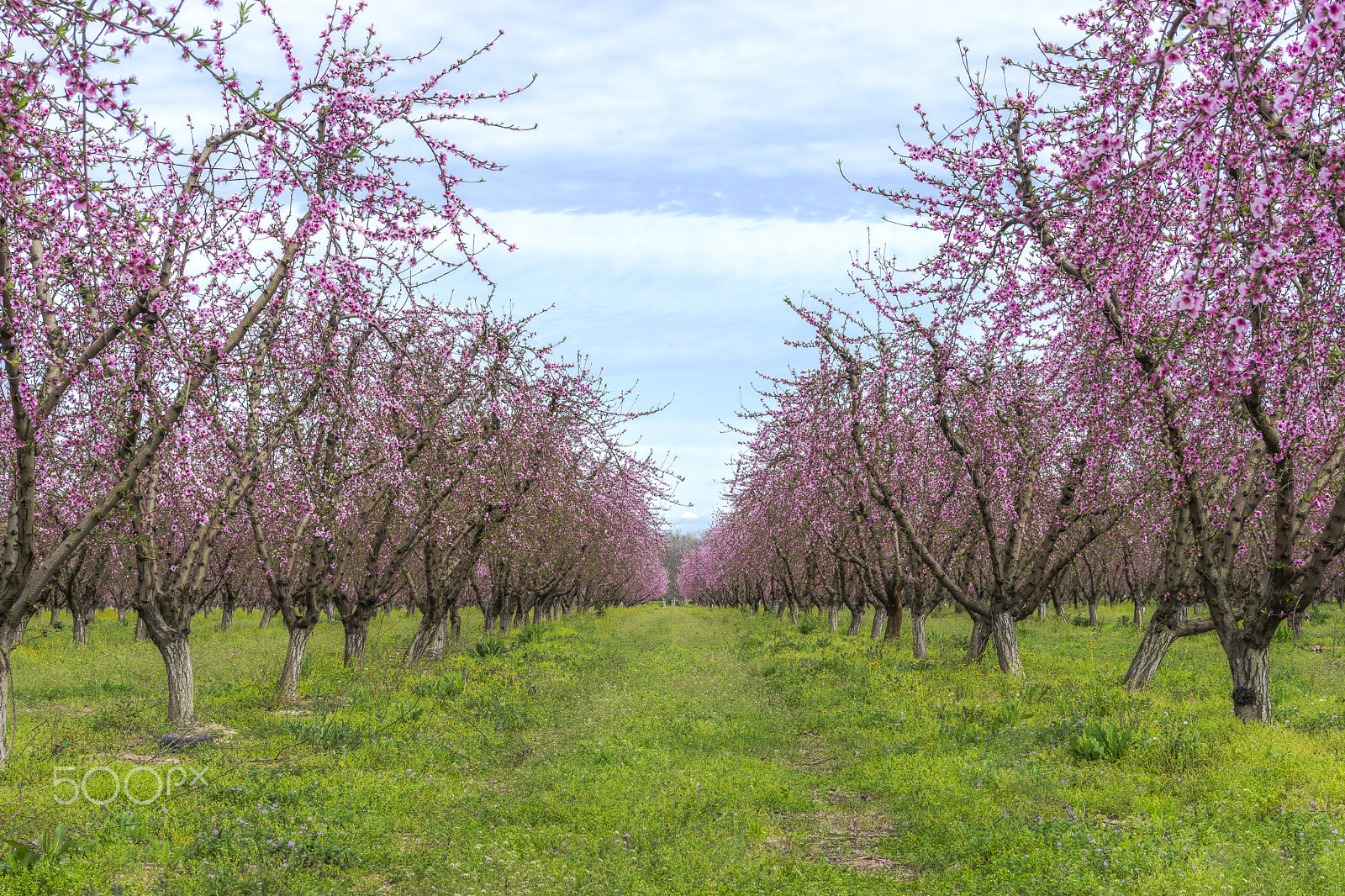 Sony 85mm F2.8 SAM sample photo. Flowering orchard photography