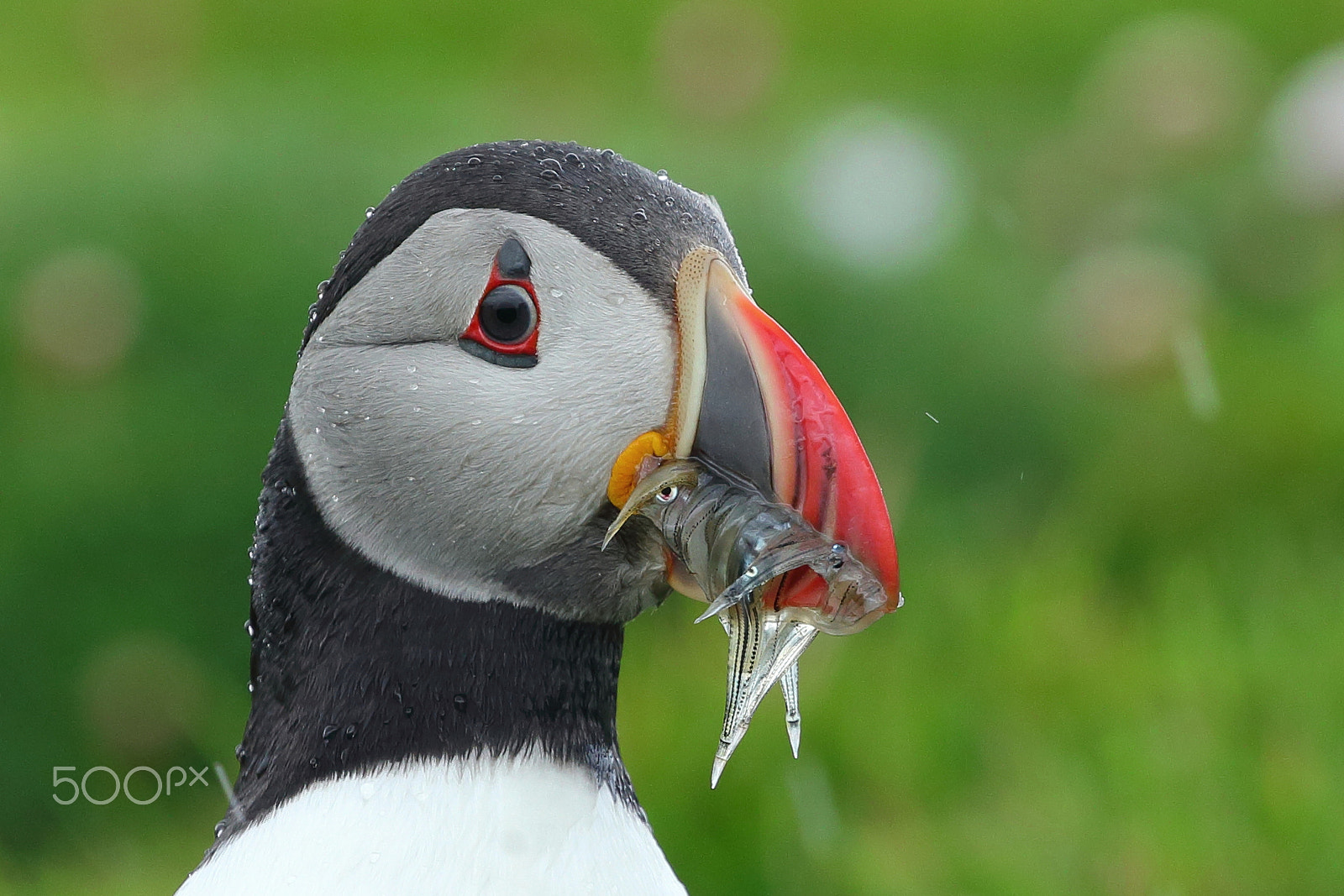 Canon EOS-1D X sample photo. Atlantic puffins photography