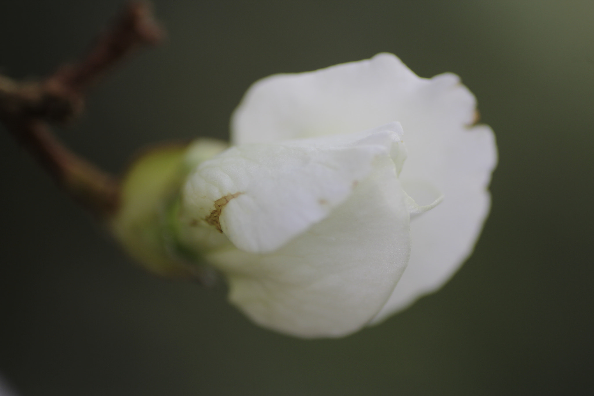 Canon EOS 600D (Rebel EOS T3i / EOS Kiss X5) + Tamron SP AF 90mm F2.8 Di Macro sample photo. Mg photography