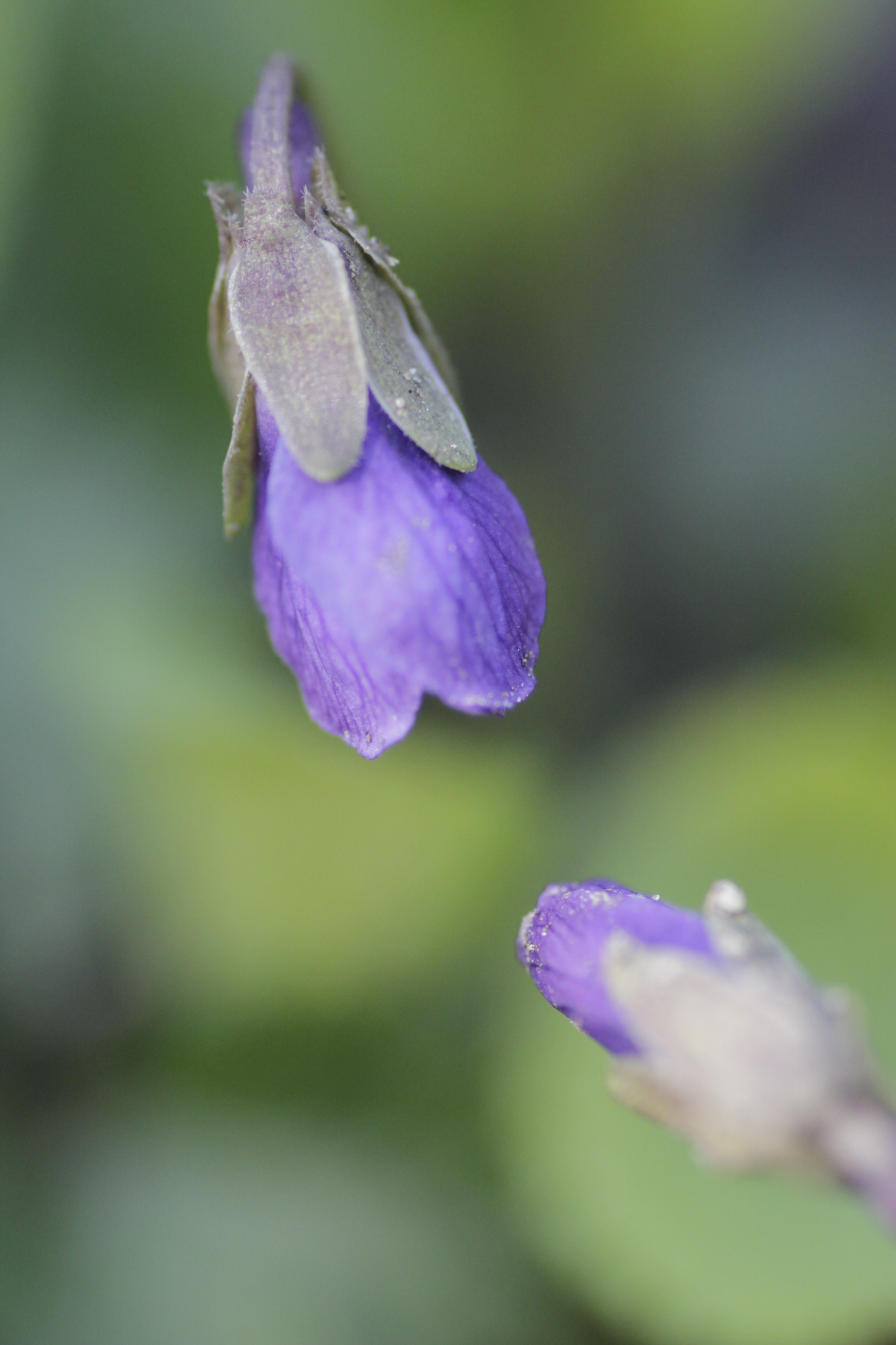 Canon EOS 600D (Rebel EOS T3i / EOS Kiss X5) + Tamron SP AF 90mm F2.8 Di Macro sample photo. Mg photography