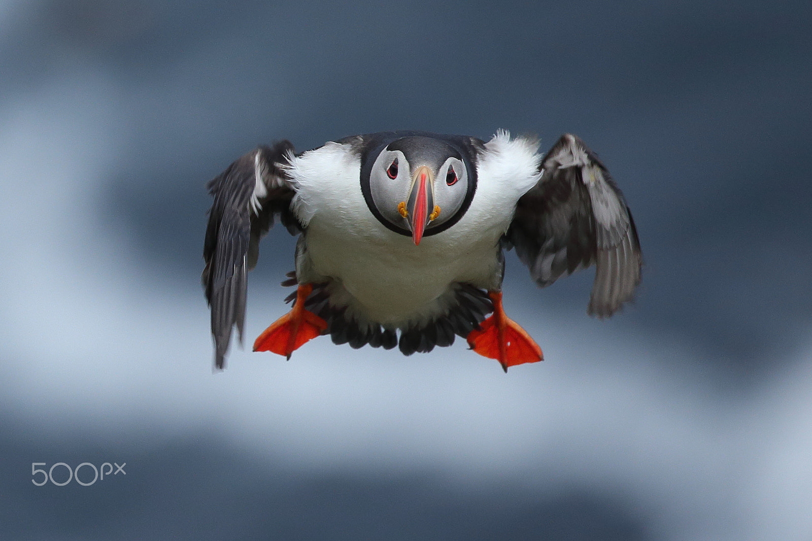Canon EOS-1D X sample photo. Atlantic puffins photography