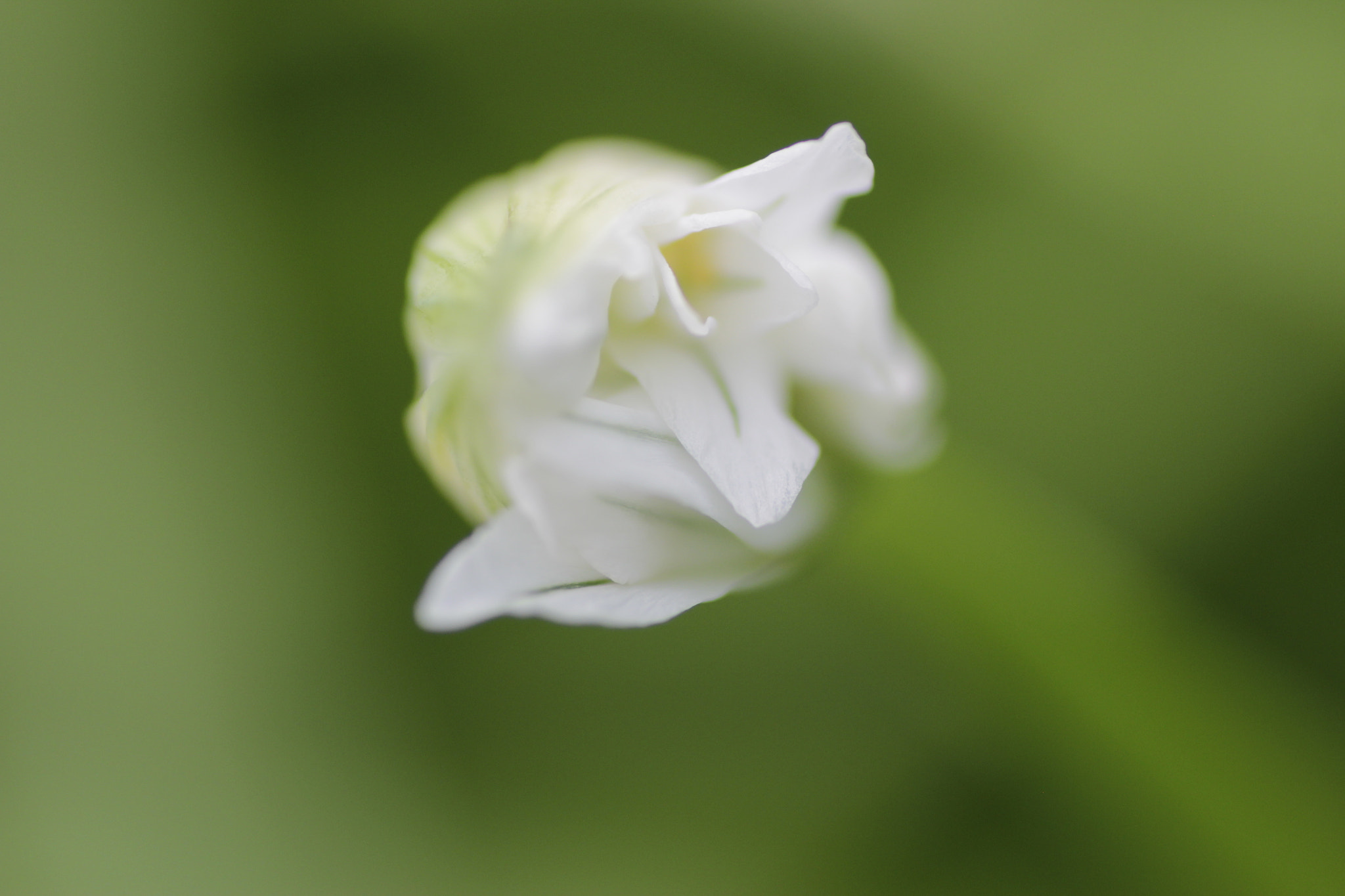 Canon EOS 600D (Rebel EOS T3i / EOS Kiss X5) + Tamron SP AF 90mm F2.8 Di Macro sample photo. Mg photography