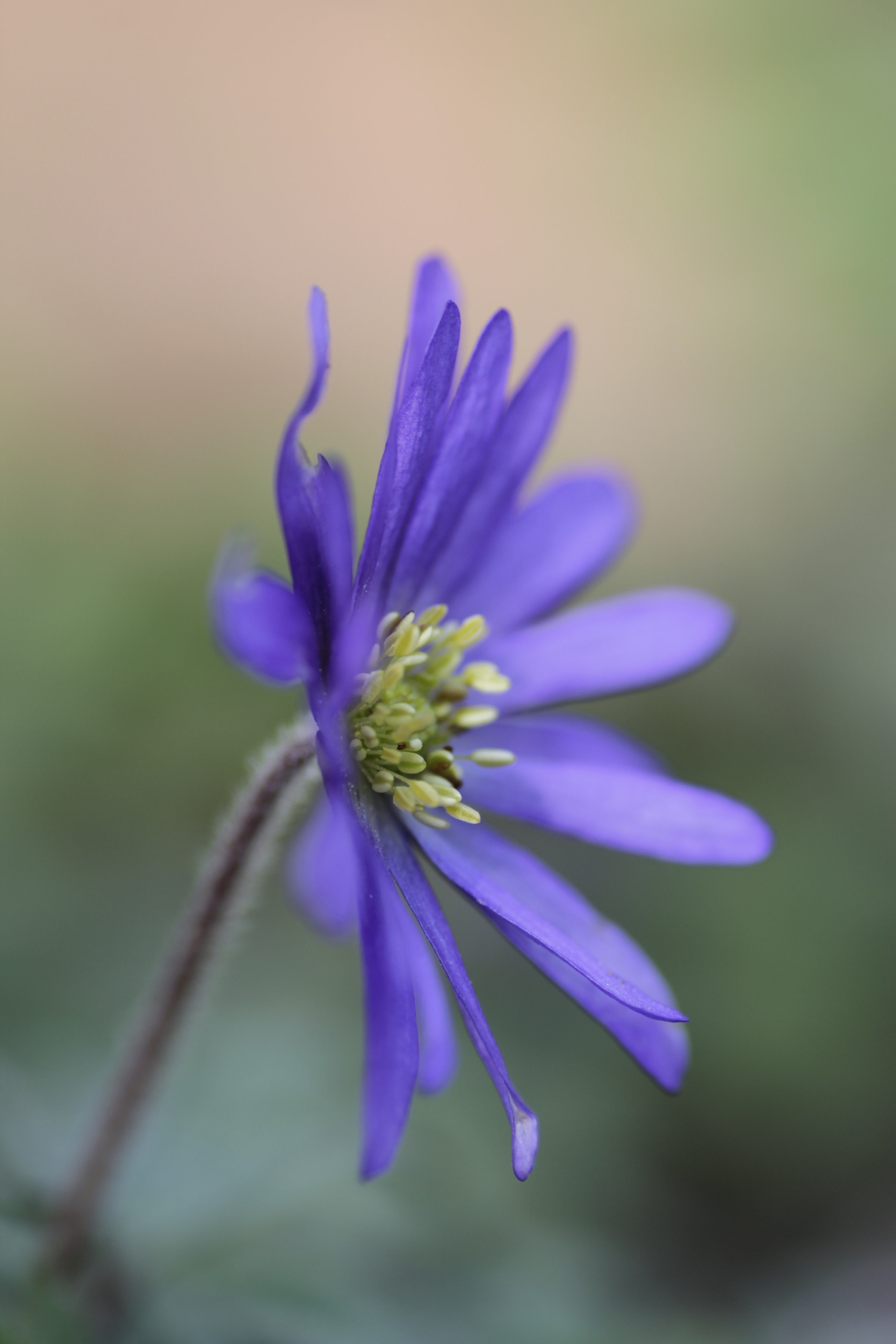 Canon EOS 600D (Rebel EOS T3i / EOS Kiss X5) + Tamron SP AF 90mm F2.8 Di Macro sample photo. Mg photography