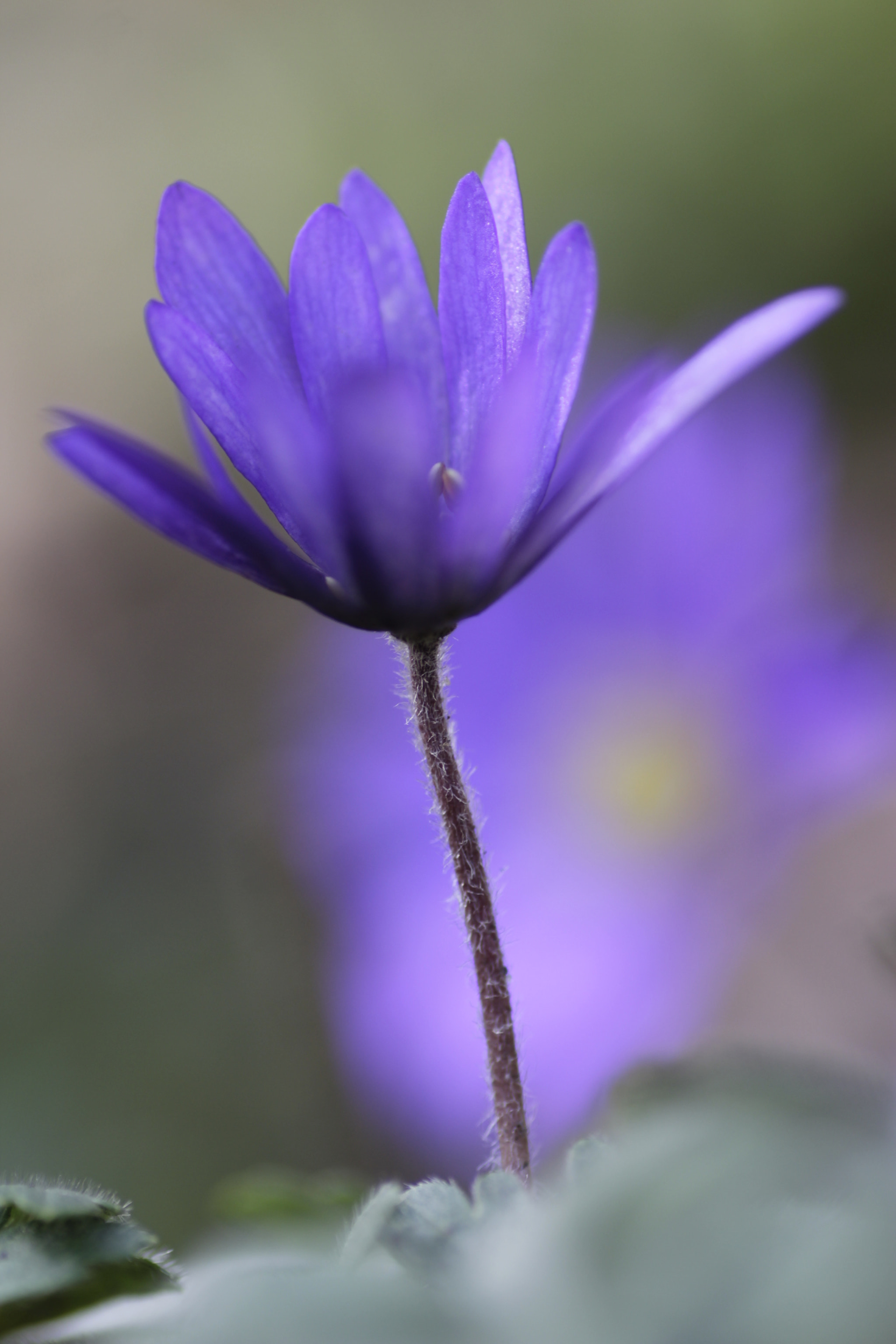 Canon EOS 600D (Rebel EOS T3i / EOS Kiss X5) + Tamron SP AF 90mm F2.8 Di Macro sample photo. Mg photography