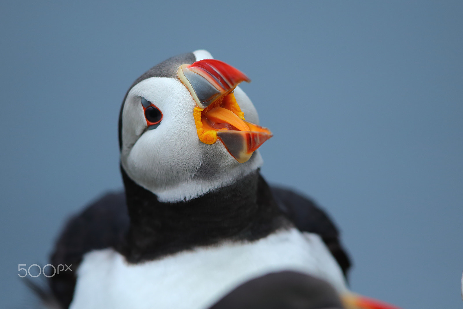 Canon EF 600mm F4L IS II USM sample photo. Atlantic puffins photography