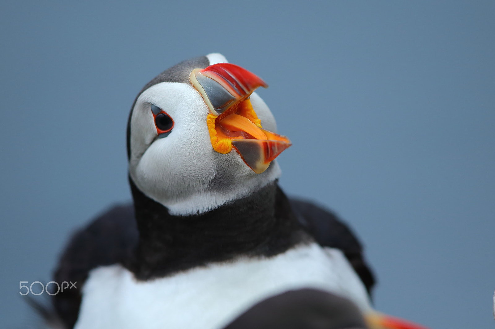 Canon EOS-1D X sample photo. Atlantic puffins photography