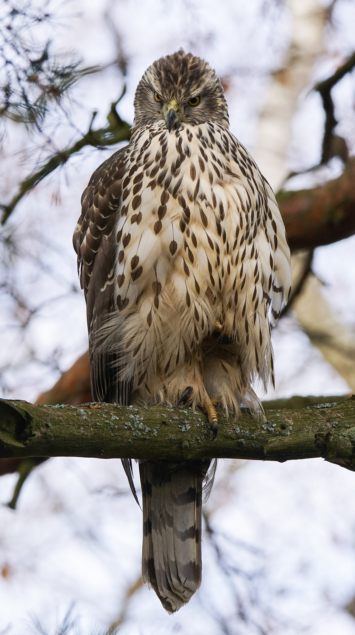 Sony a7R II + Tamron SP 150-600mm F5-6.3 Di VC USD sample photo. Angry goshawk photography