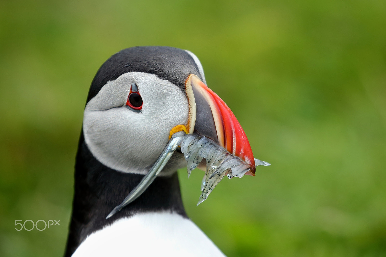 Canon EOS-1D X sample photo. Atlantic puffins photography