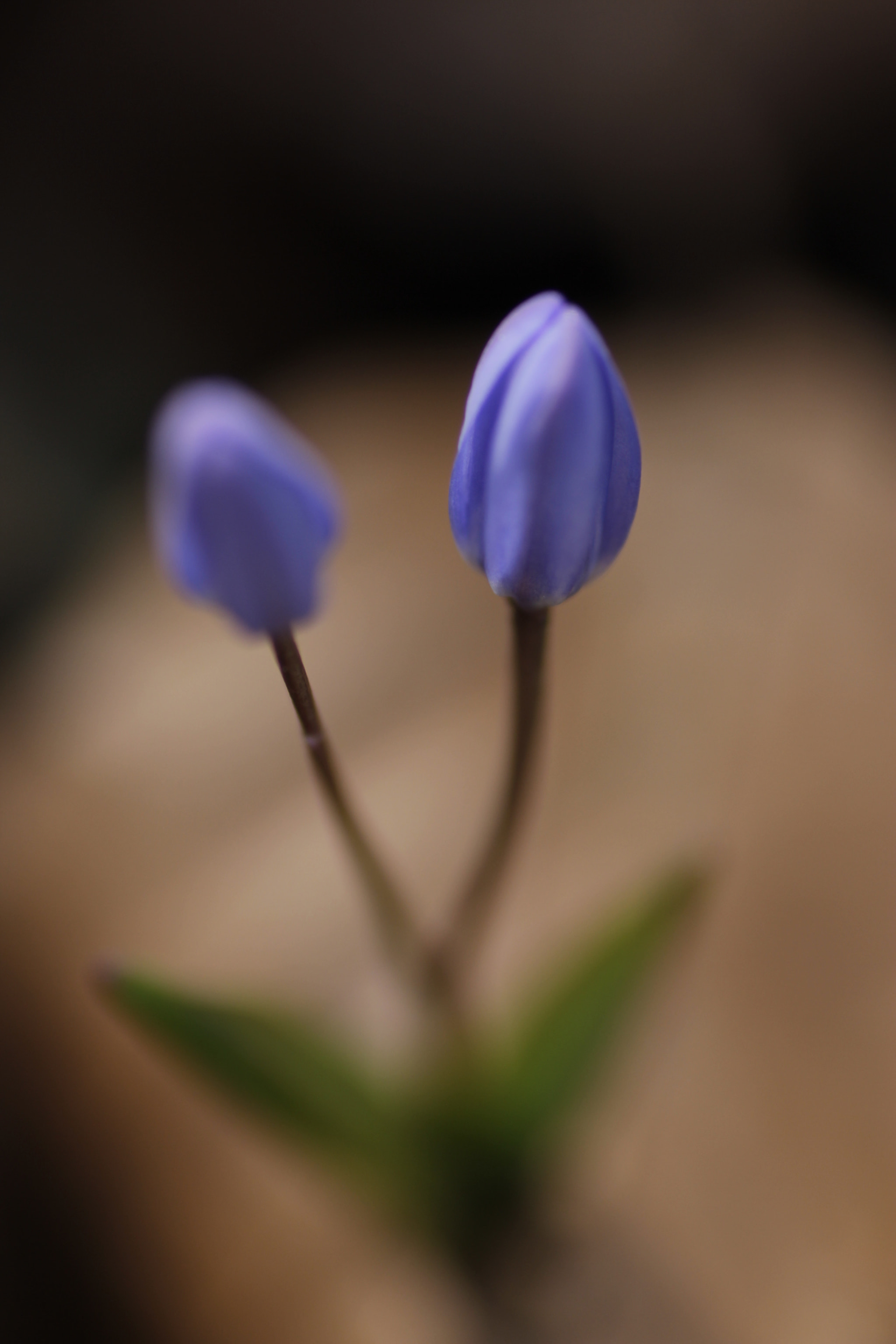 Canon EOS 600D (Rebel EOS T3i / EOS Kiss X5) + Tamron SP AF 90mm F2.8 Di Macro sample photo. Mg photography