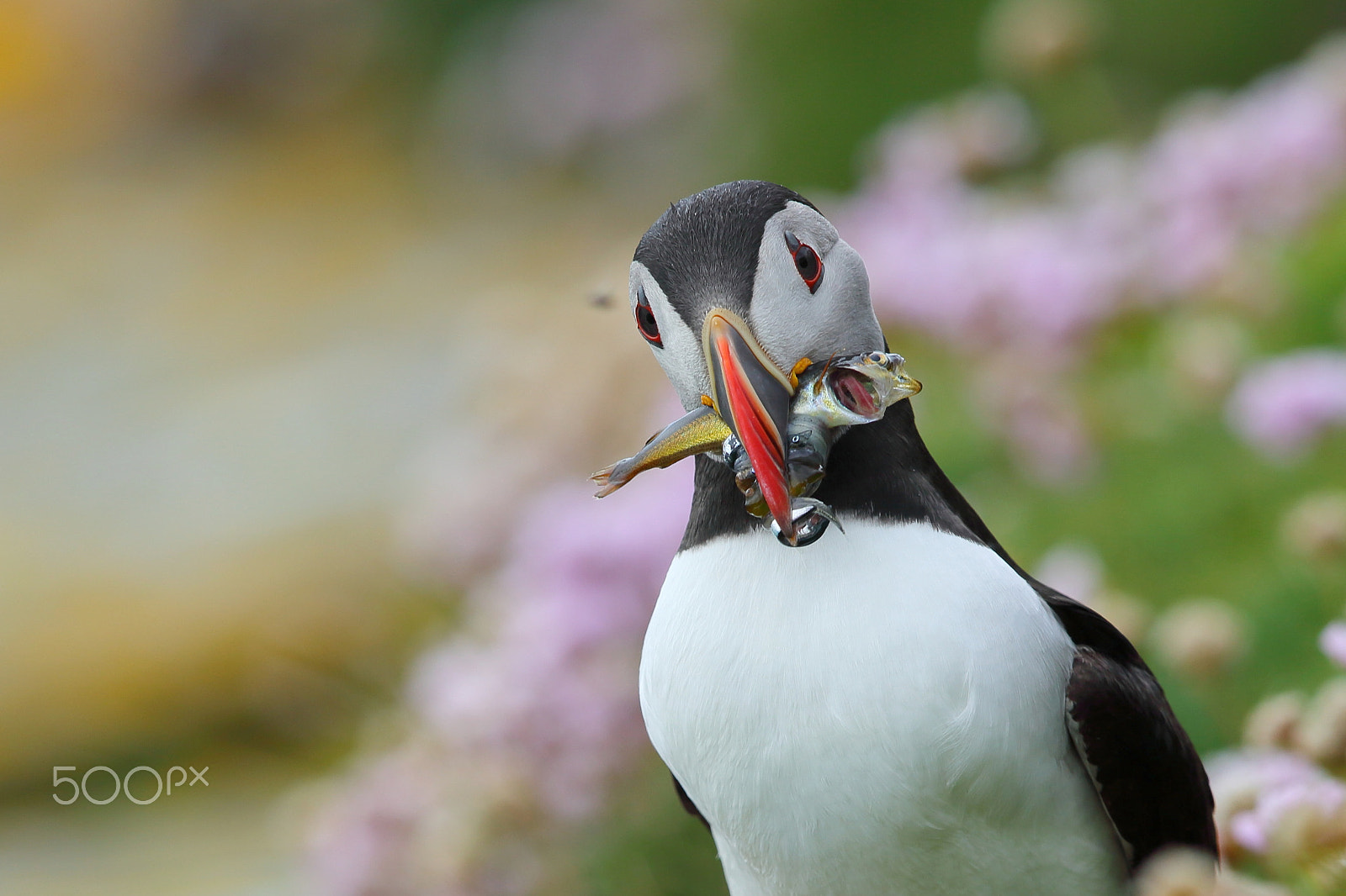 Canon EF 600mm F4L IS II USM sample photo. Atlantic puffins photography