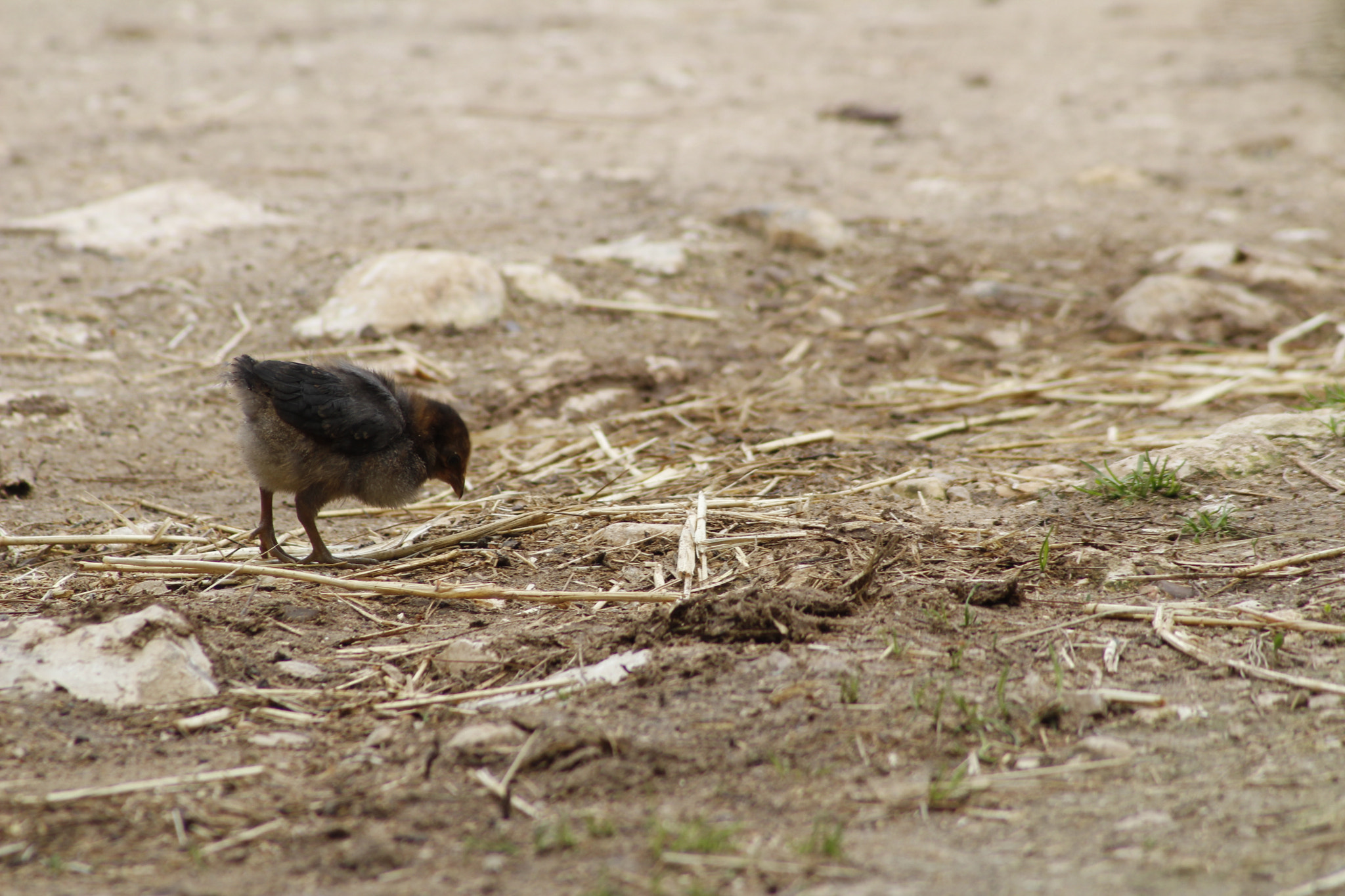 Canon EF 100-300mm F4.5-5.6 USM sample photo. Youngling photography