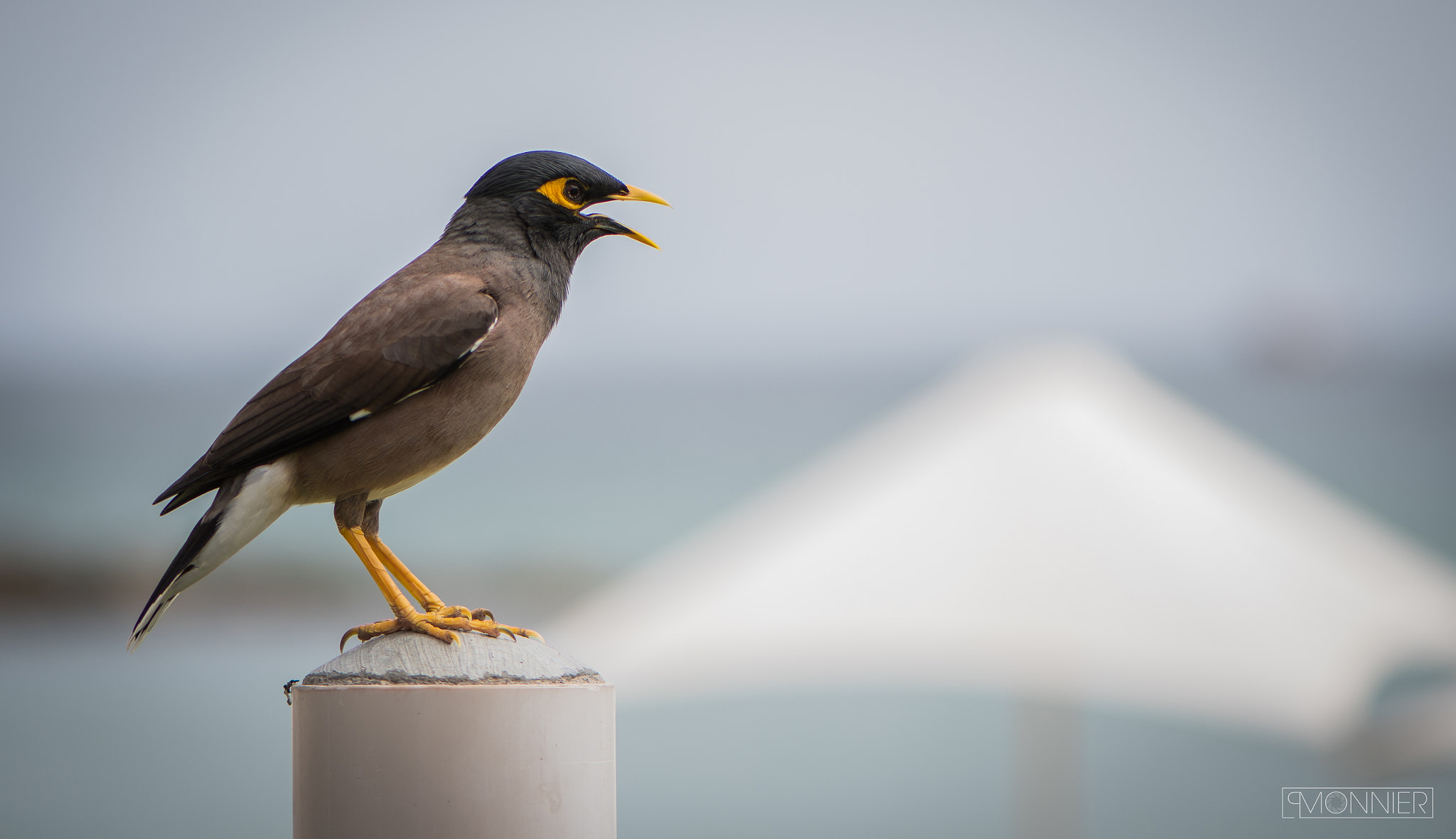 Nikon AF-S Micro-Nikkor 105mm F2.8G IF-ED VR sample photo. Scream photography