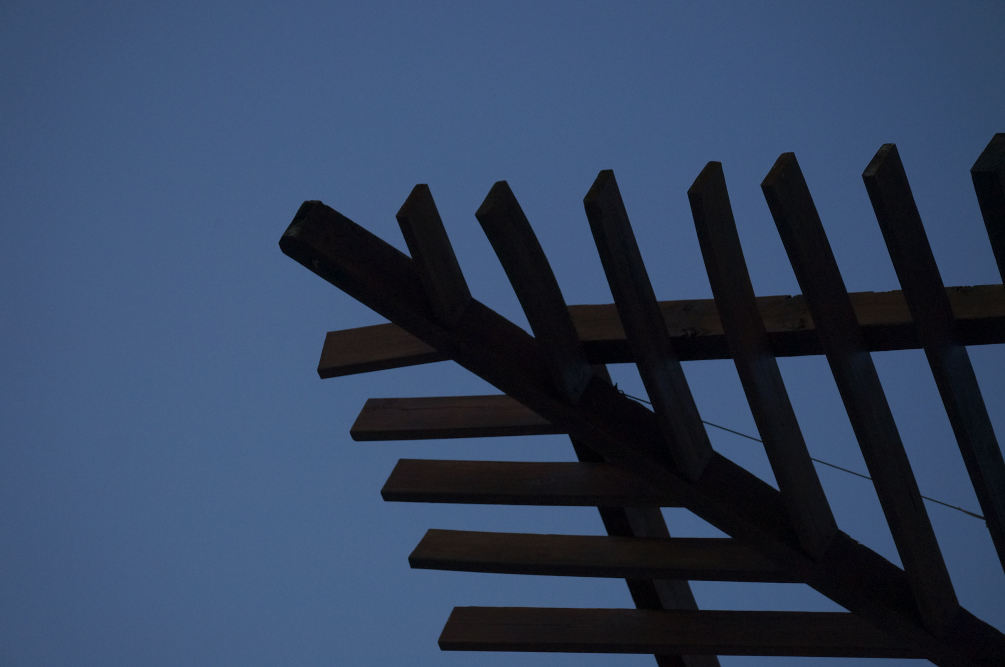 Sony SLT-A57 sample photo. False tree photography