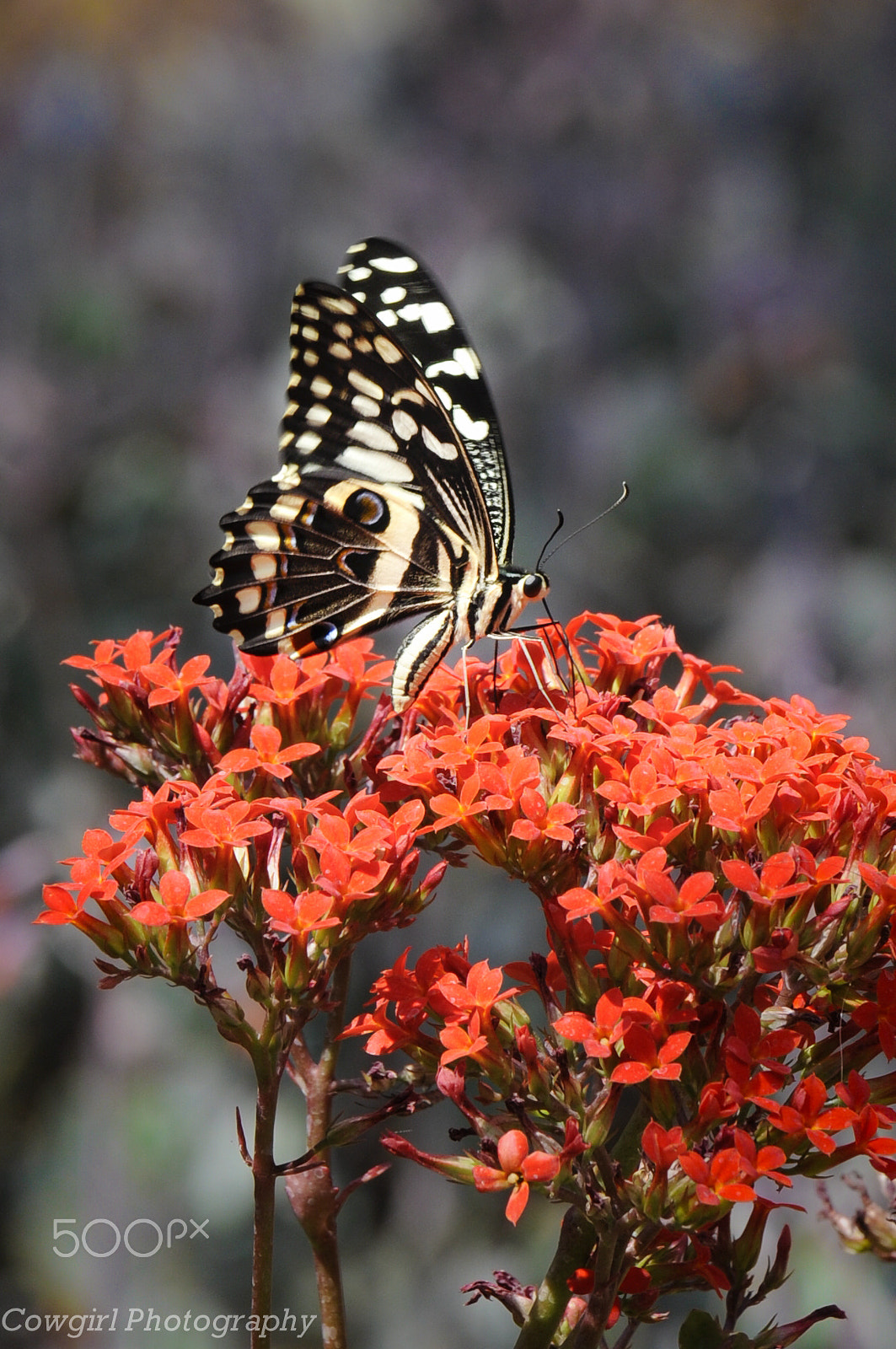 Nikon AF-S Nikkor 70-200mm F2.8G ED VR II sample photo. Butterfly photography