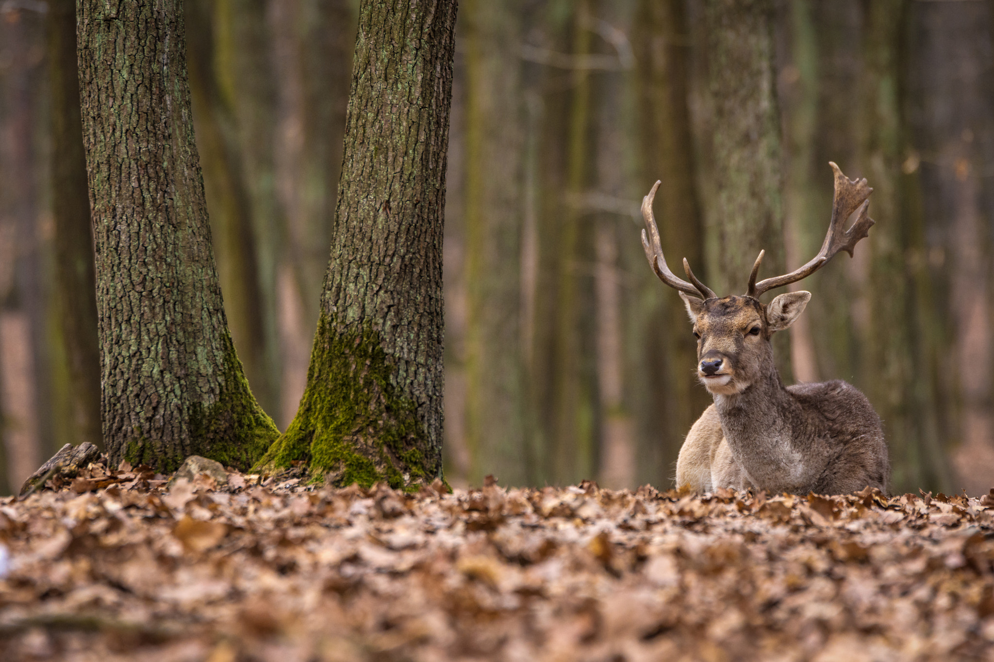 Tamron SP 70-200mm F2.8 Di VC USD sample photo. Fallow deer photography