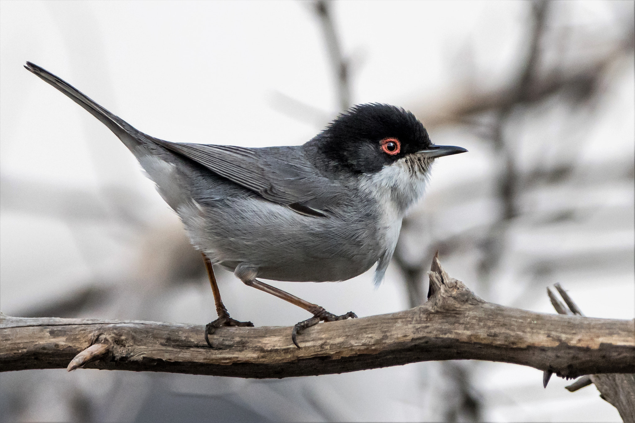 Sigma 150-600mm F5-6.3 DG OS HSM | C sample photo. Warbeler photography