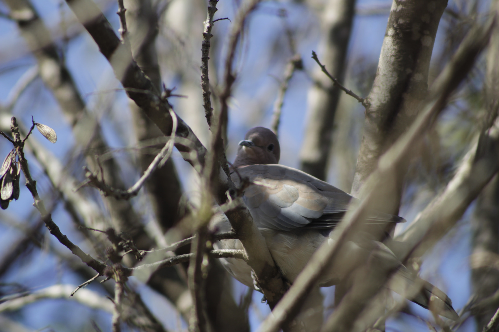 Canon EF 100-300mm F4.5-5.6 USM sample photo. I'm comfy, leave me alone photography