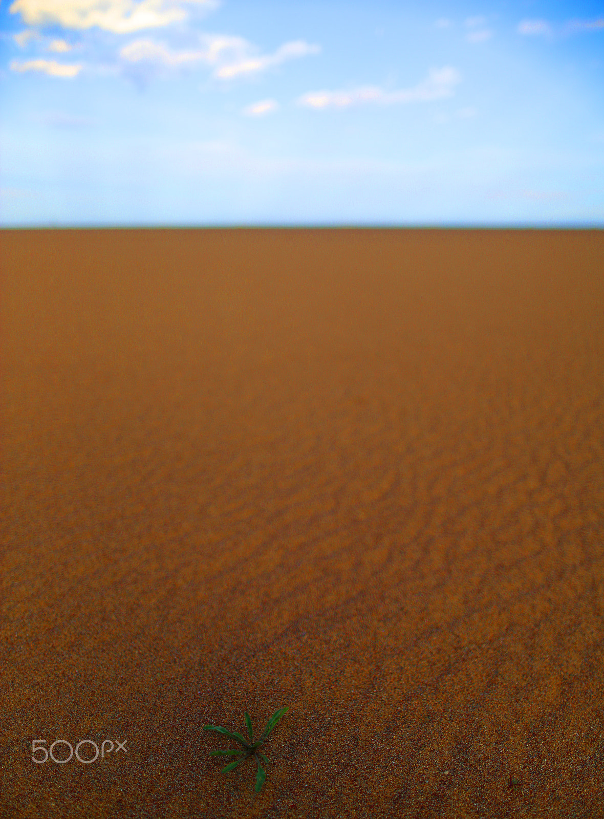 Canon EOS 6D + Canon EF 24mm F1.4L II USM sample photo. Hope in desert photography