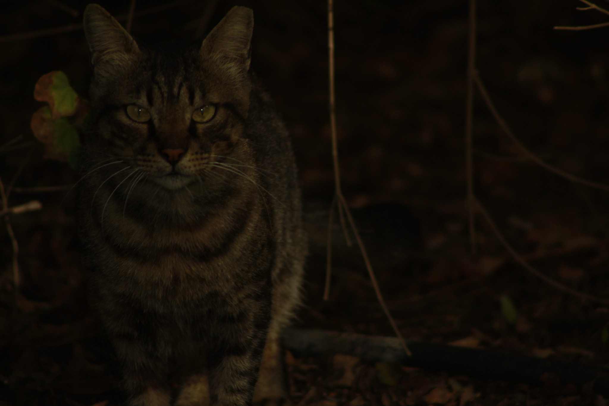 Canon EF 100-300mm F4.5-5.6 USM sample photo. Prey photography