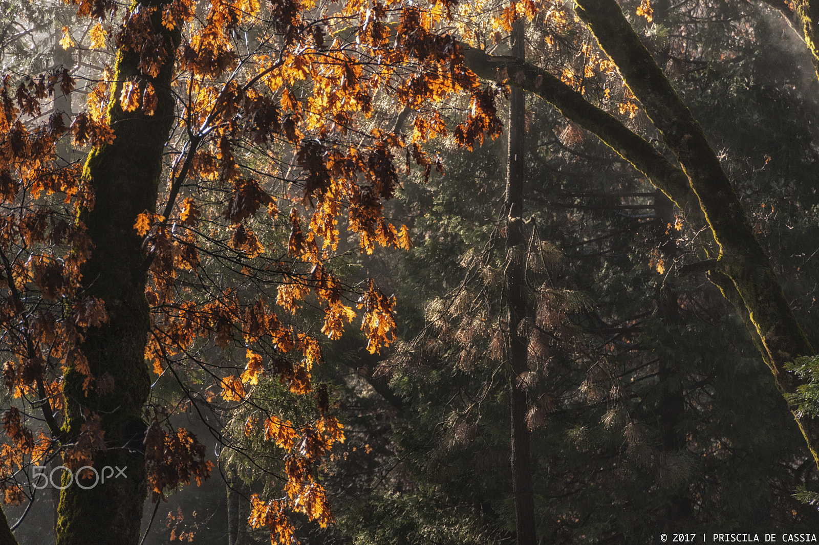 Nikon D700 sample photo. Winter morning photography