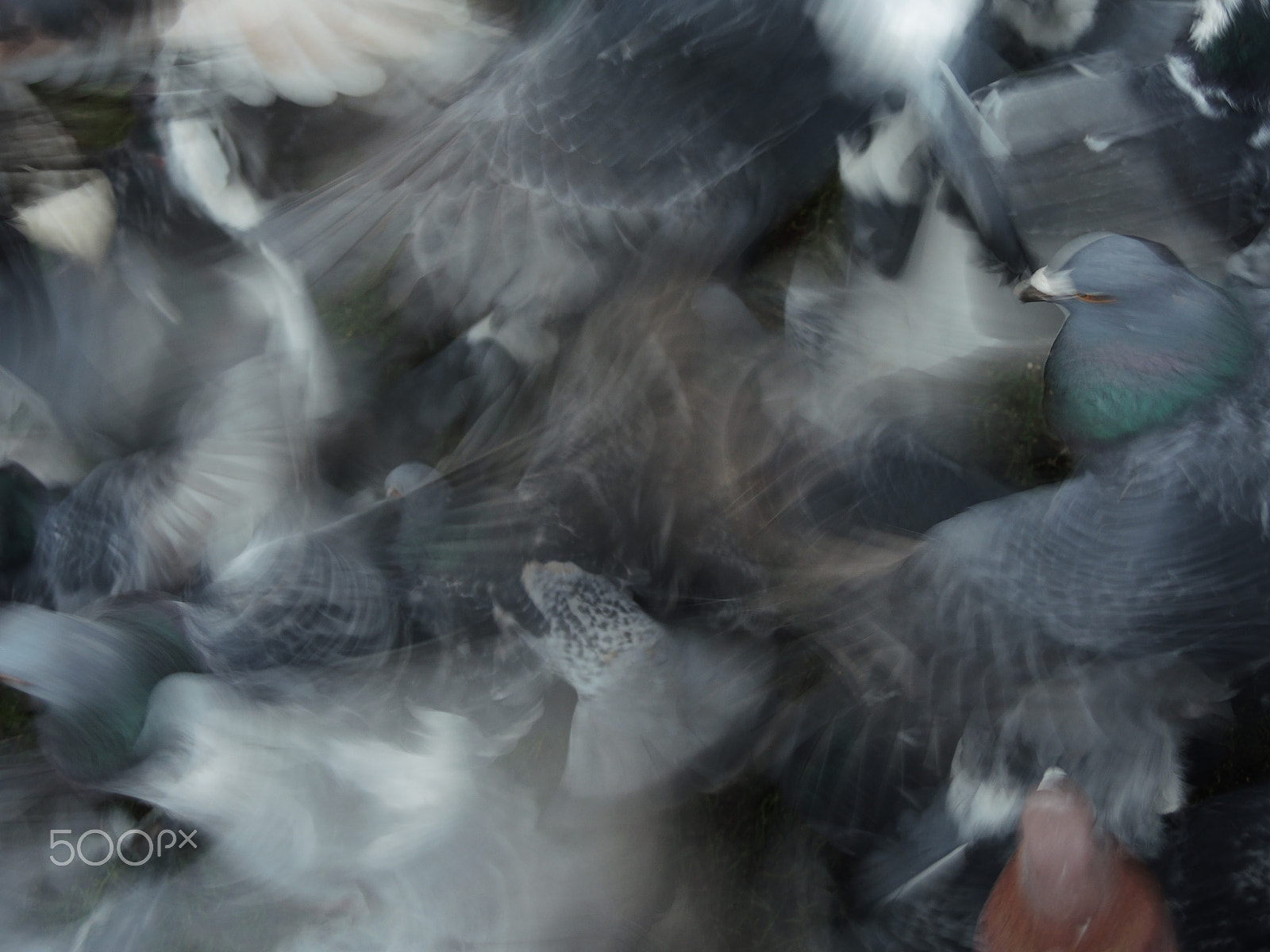 Nikon Coolpix P7800 sample photo. Pigeon flutter photography