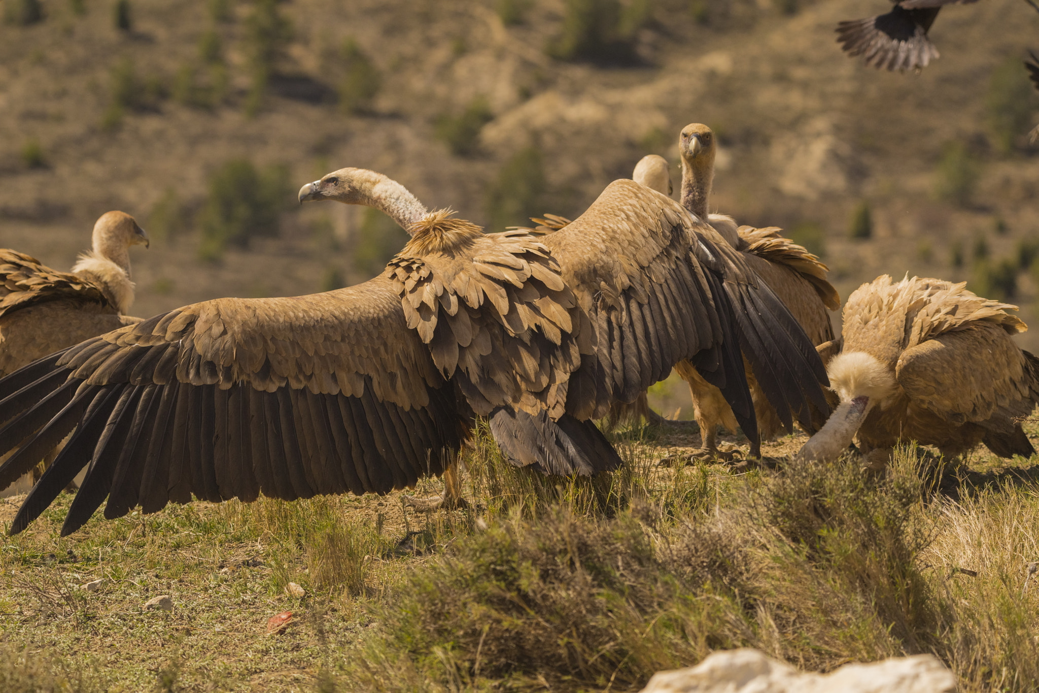 Tamron SP 150-600mm F5-6.3 Di VC USD sample photo. The boss photography