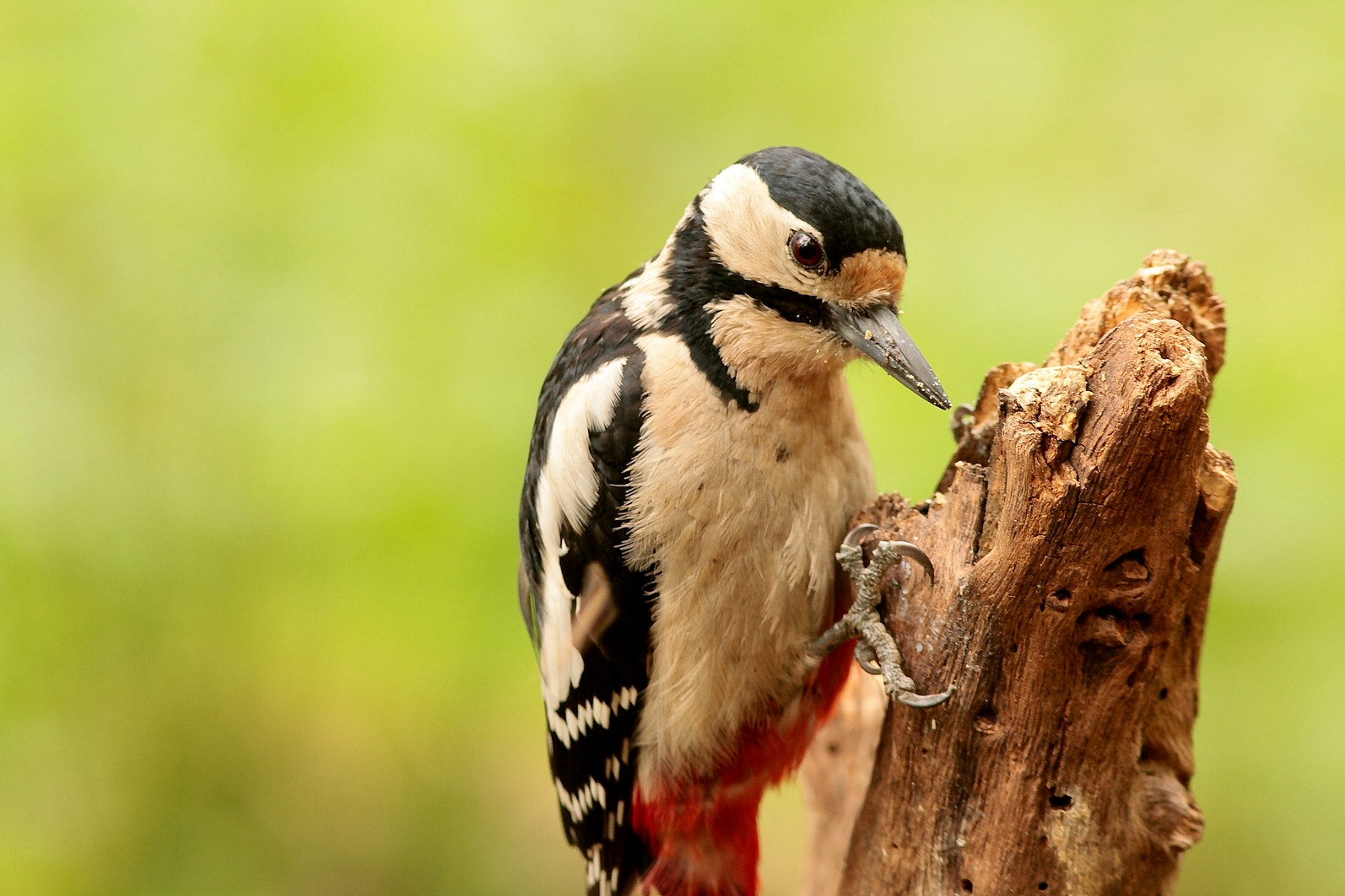 Canon EF 300mm F4L IS USM sample photo