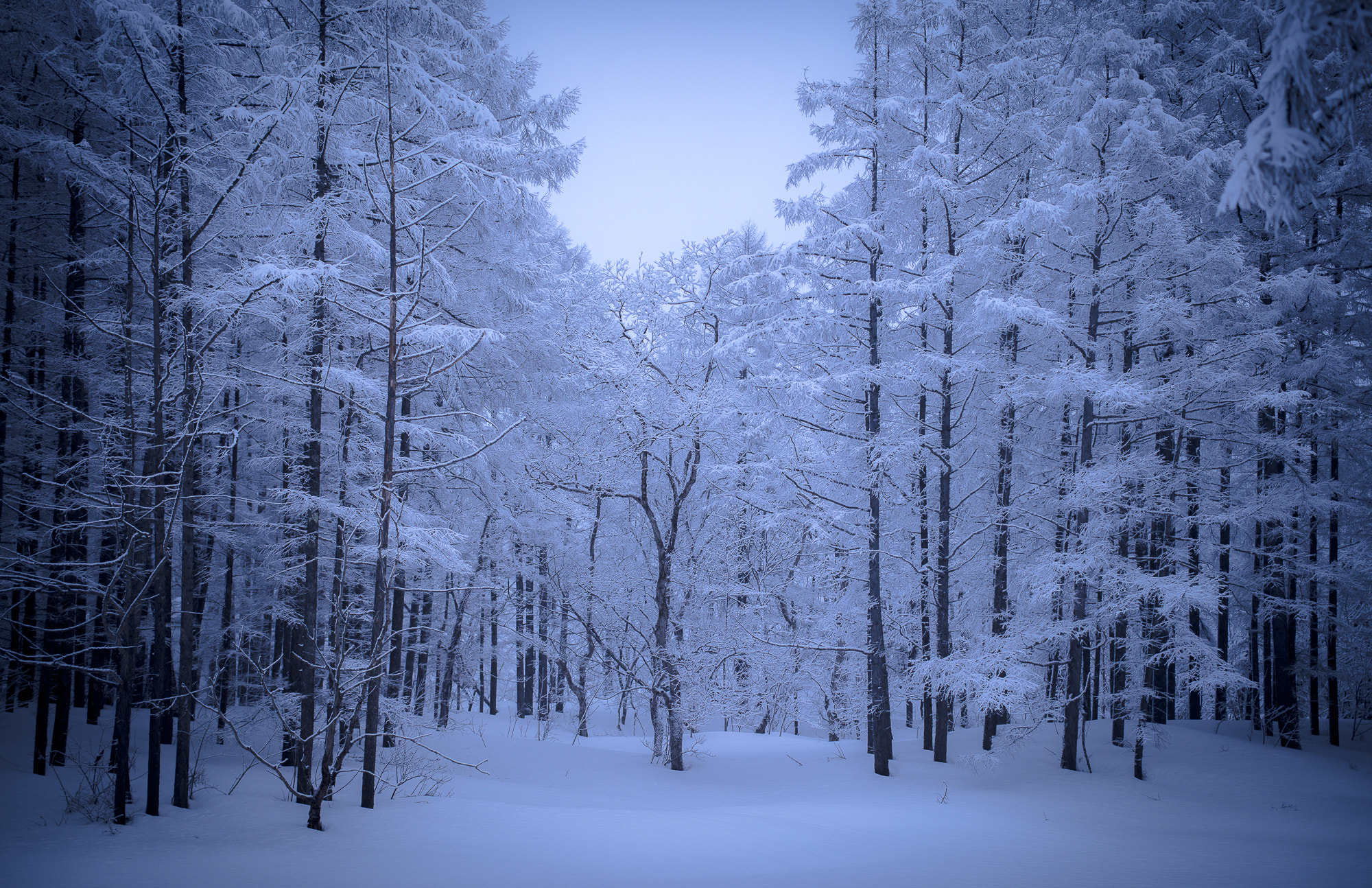 ZEISS Otus 55mm F1.4 sample photo. Snow trees photography