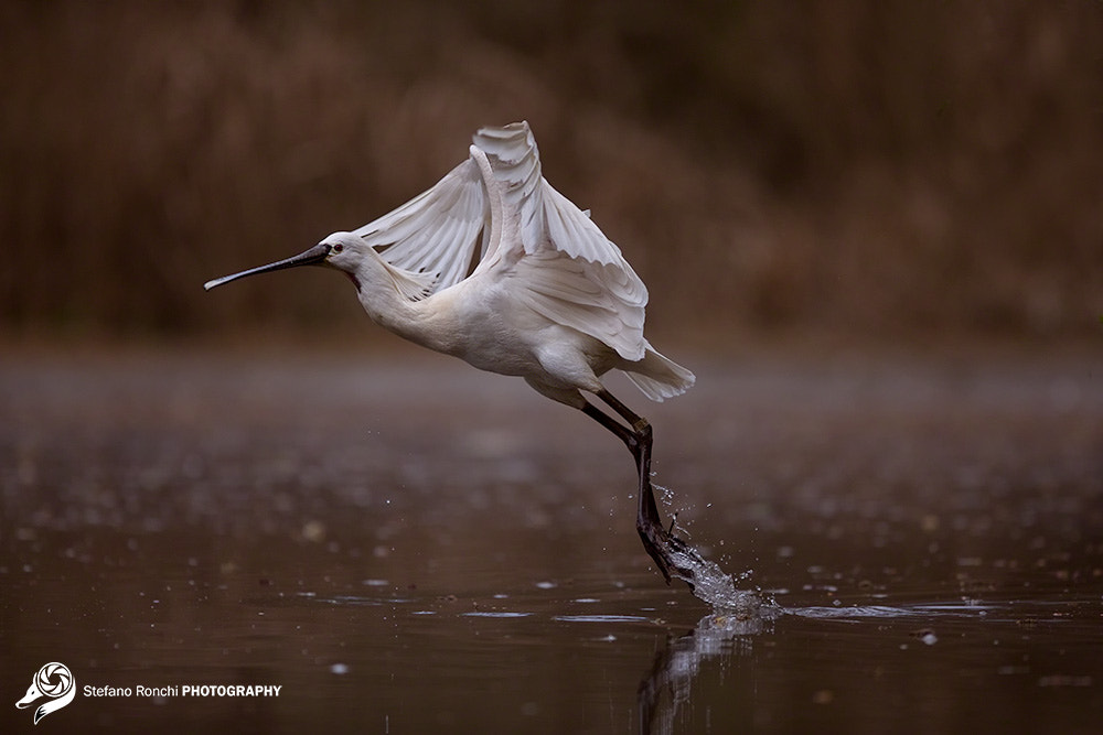 Canon EOS-1D X + Canon EF 300mm F2.8L IS USM sample photo. I go photography