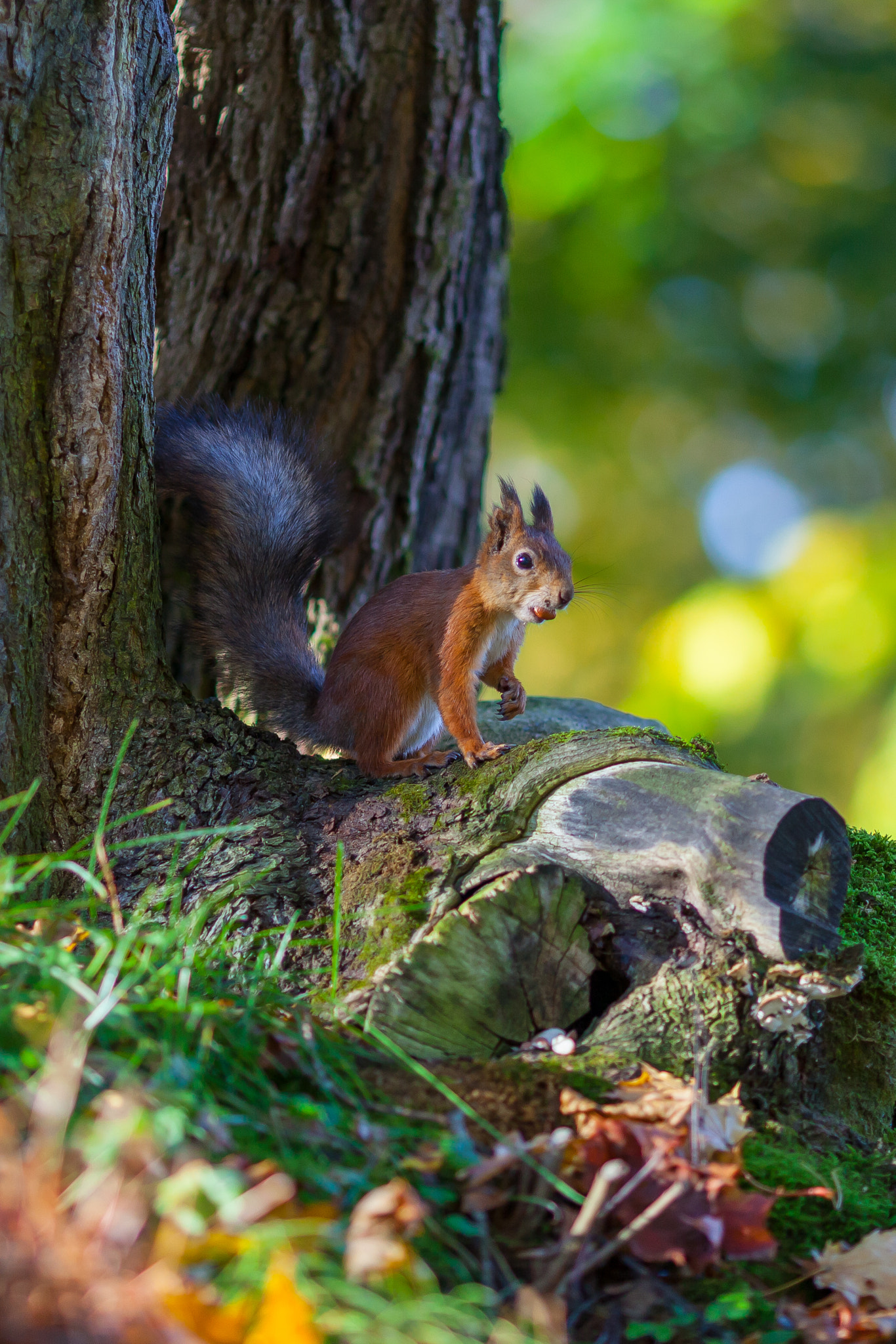 Canon EF 135mm F2L USM sample photo. Mouth full peanuts.. photography