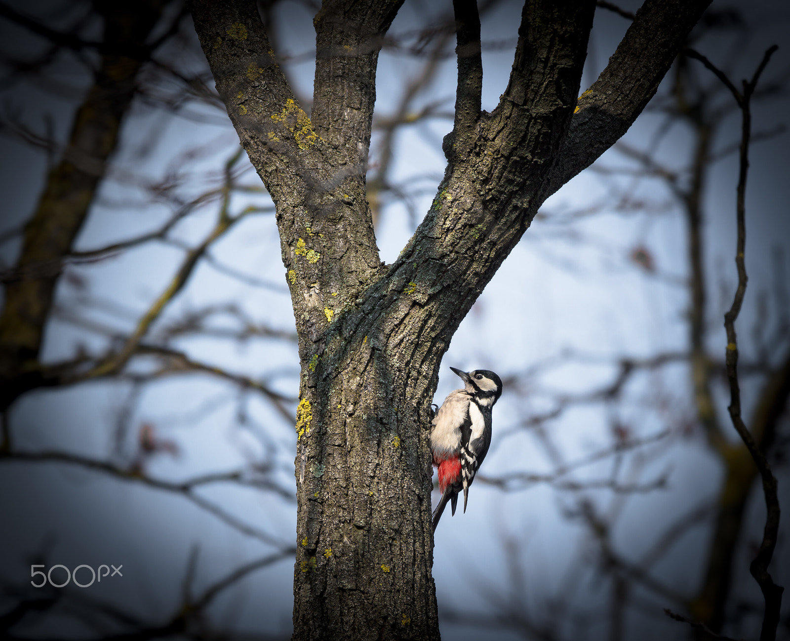 Canon EF 300mm F2.8L IS USM sample photo. Woodpecker photography