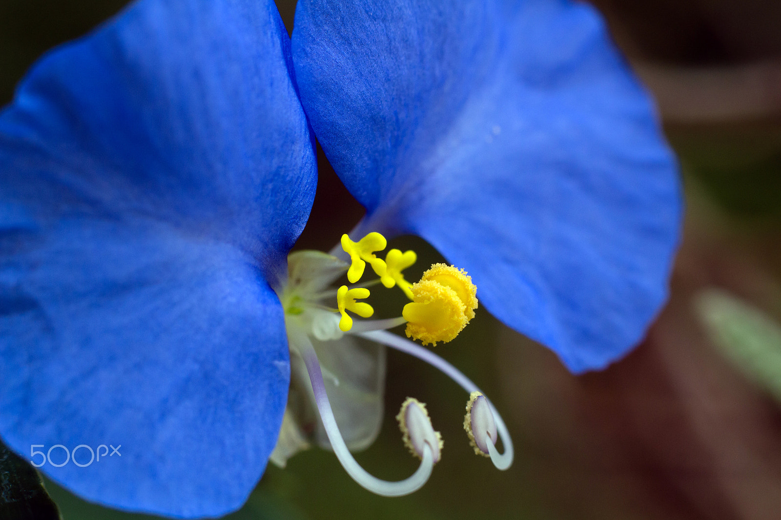 Canon EOS 100D (EOS Rebel SL1 / EOS Kiss X7) sample photo. A slender dayflower photography