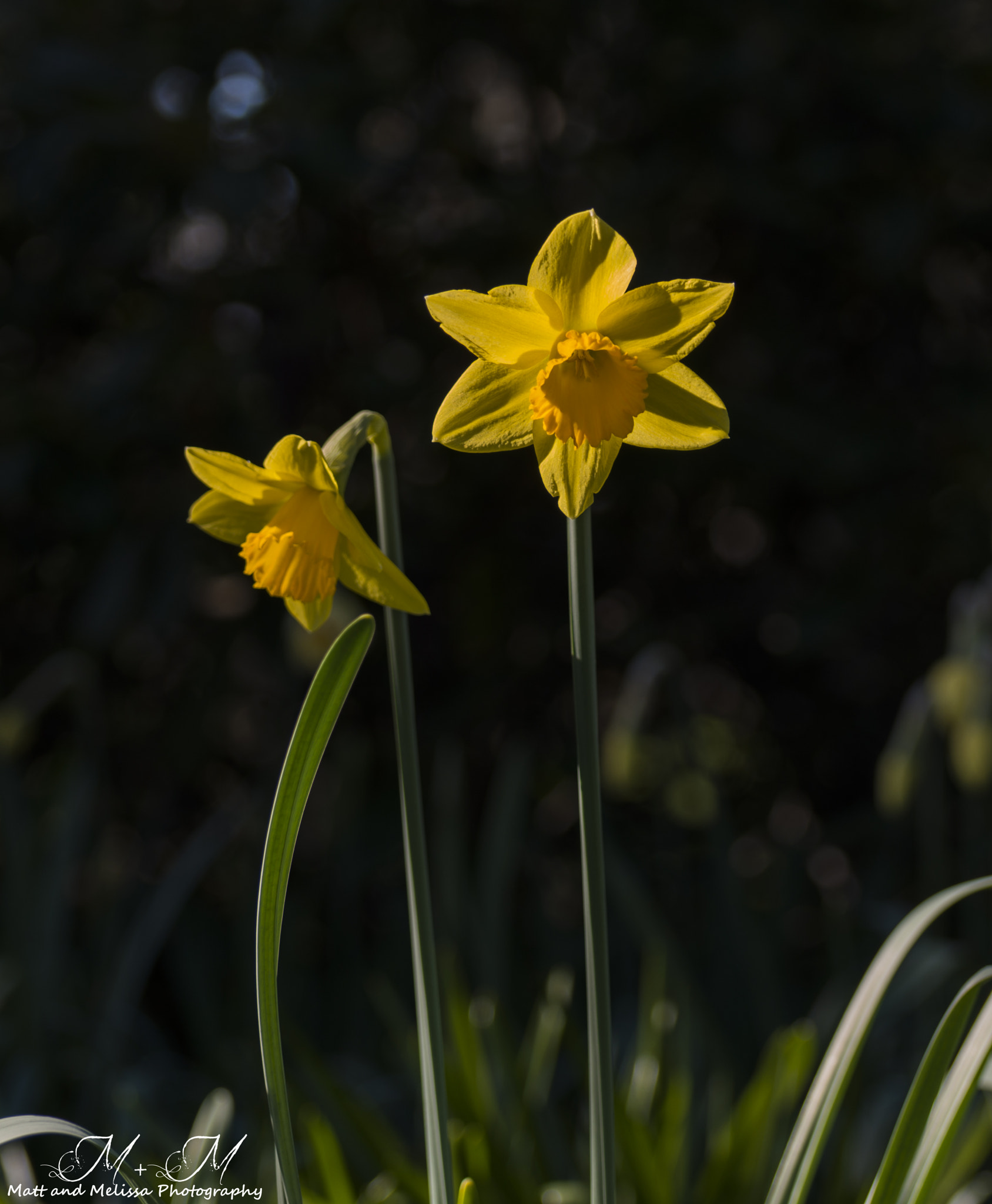 Nikon D800 sample photo. Daffodils photography