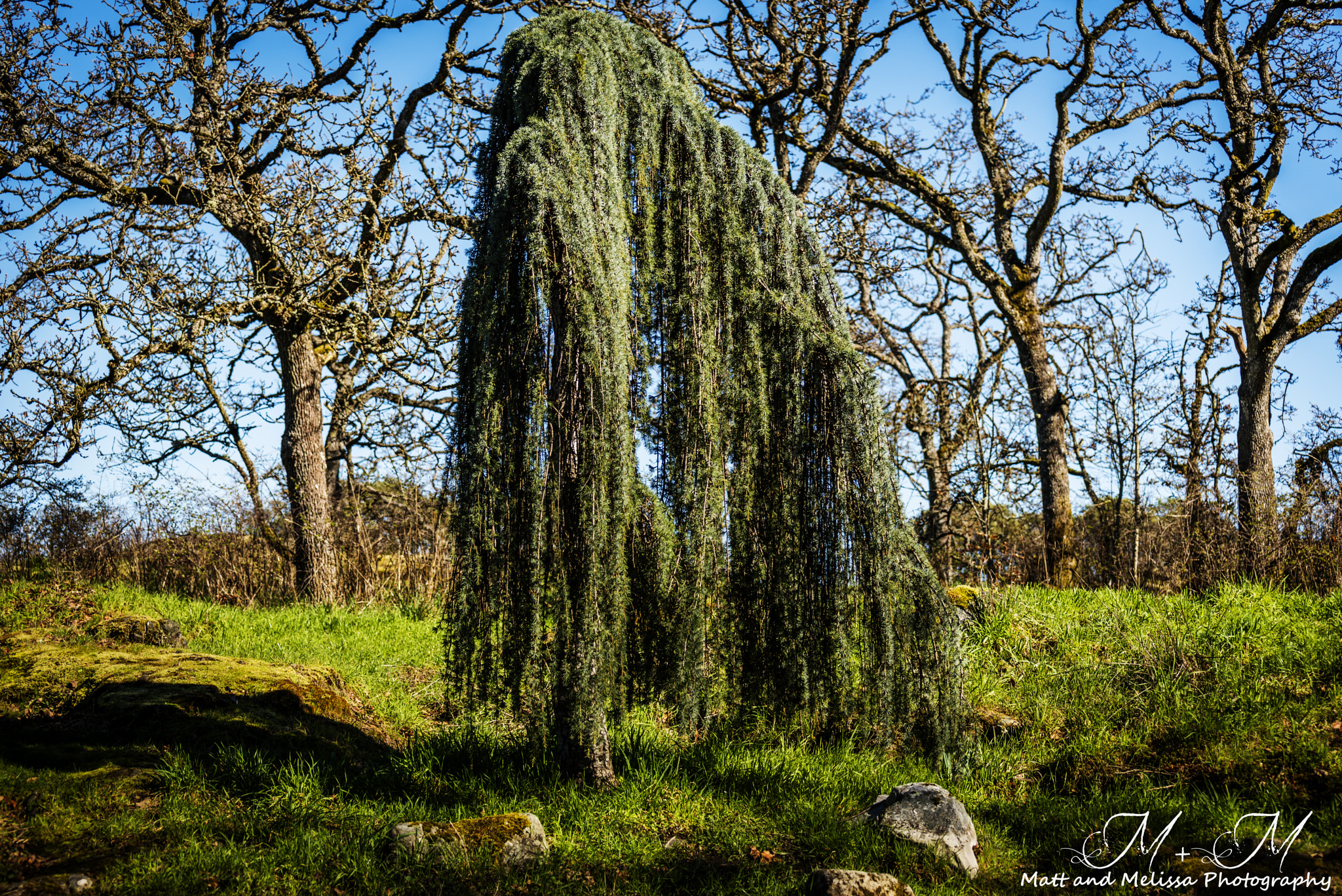 Nikon D800 sample photo. Park photography