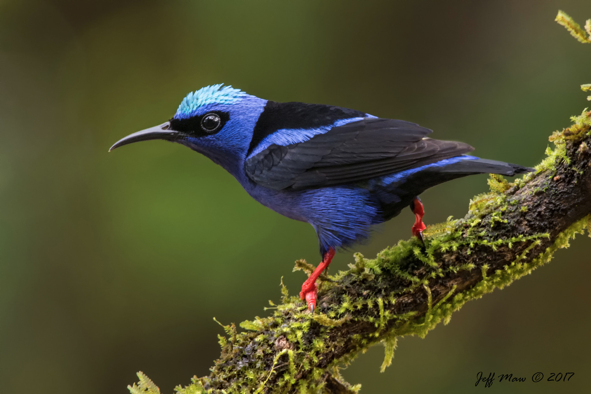 Nikon AF-S Nikkor 200-500mm F5.6E ED VR sample photo. Red-legged honeycreeper photography