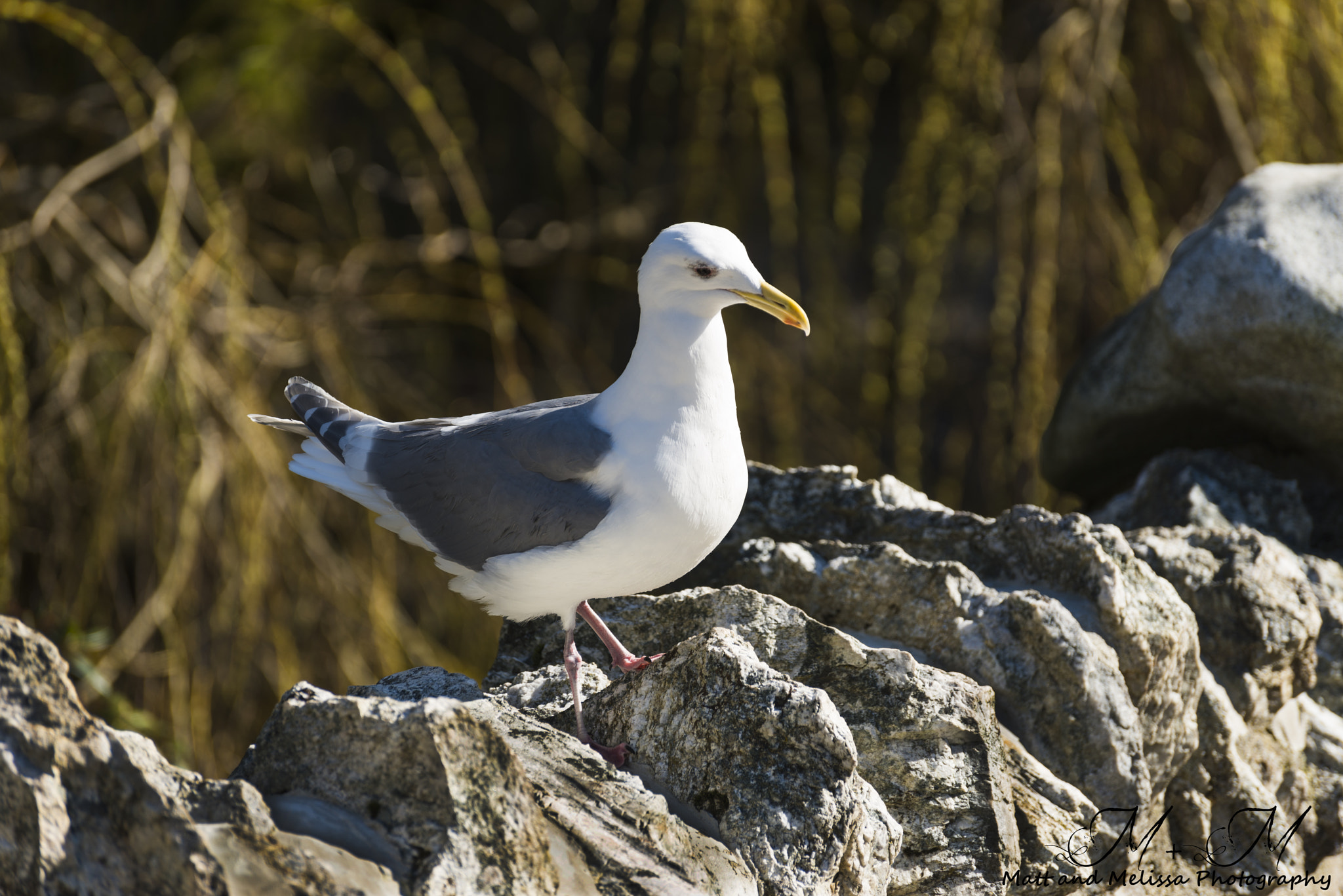 Nikon D800 sample photo. On the rocks photography