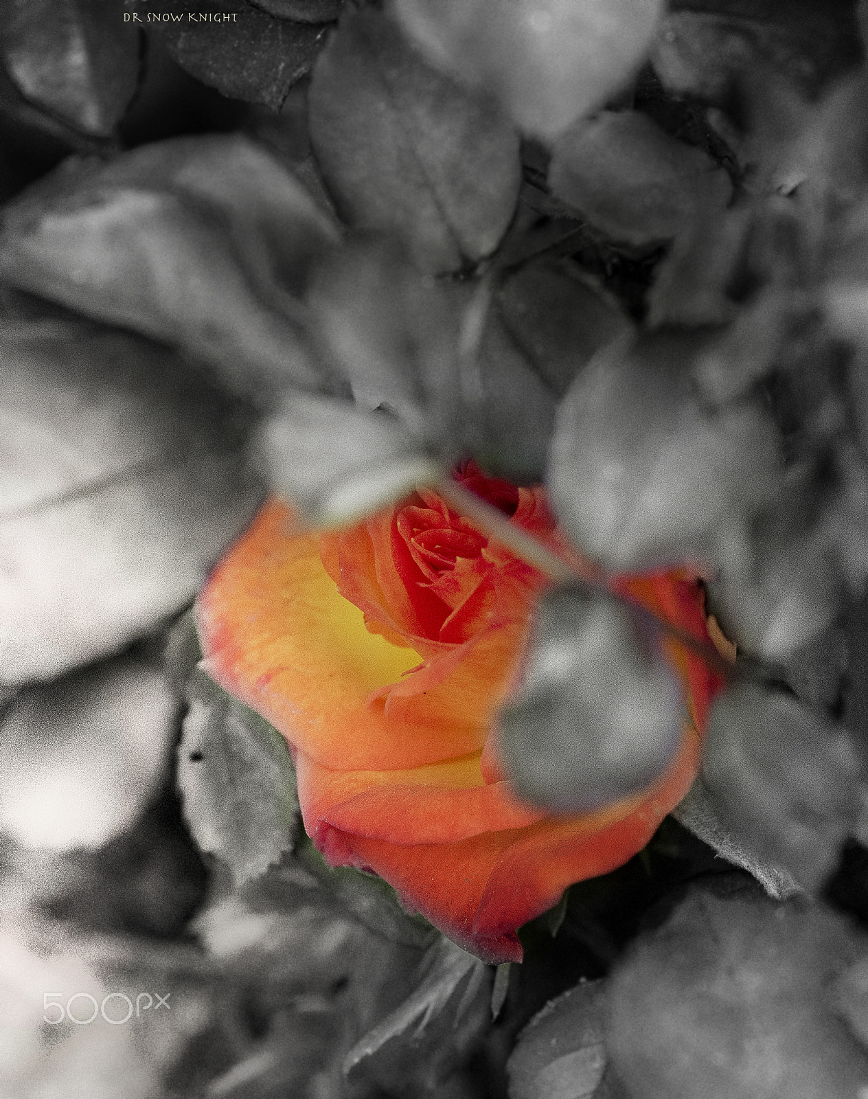 Nikon D5500 sample photo. The shying flower photography